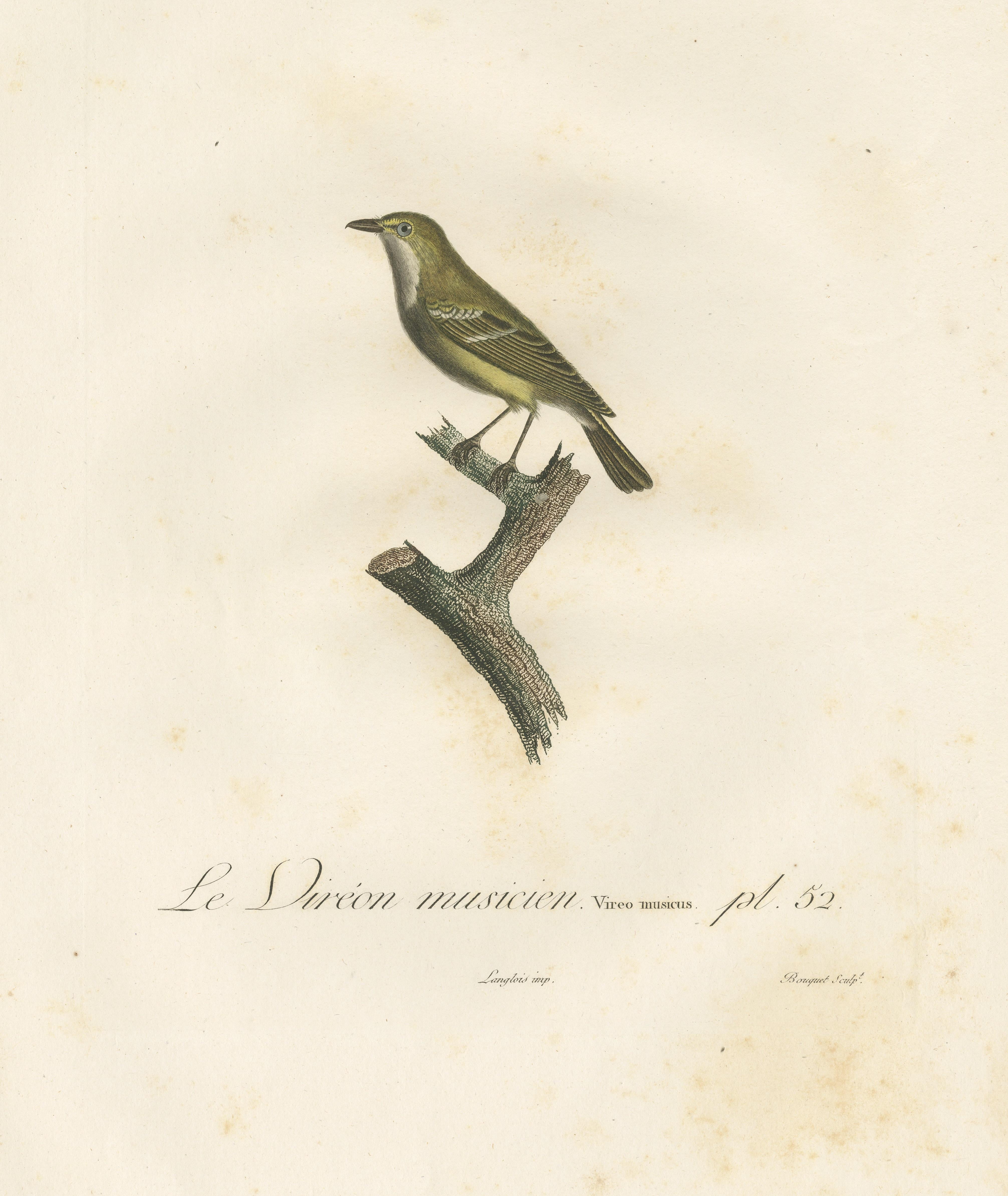Large Antique Vireo Bird Illustration - 1807 Vieillot Handcolored Print In Good Condition For Sale In Langweer, NL