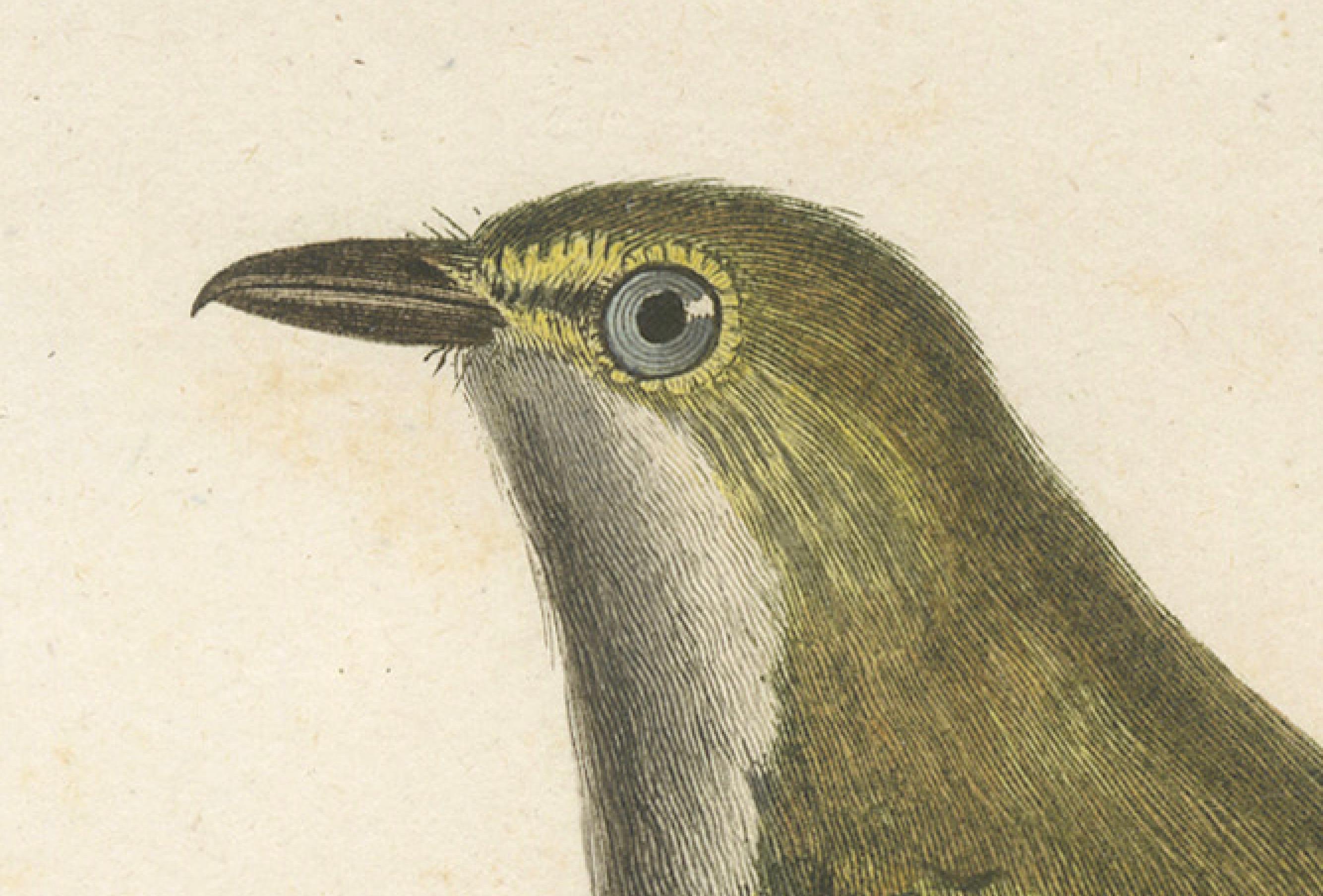 Große antike Vireo-Vogelillustration - 1807 Vieillot Handkolorierter Druck (19. Jahrhundert) im Angebot