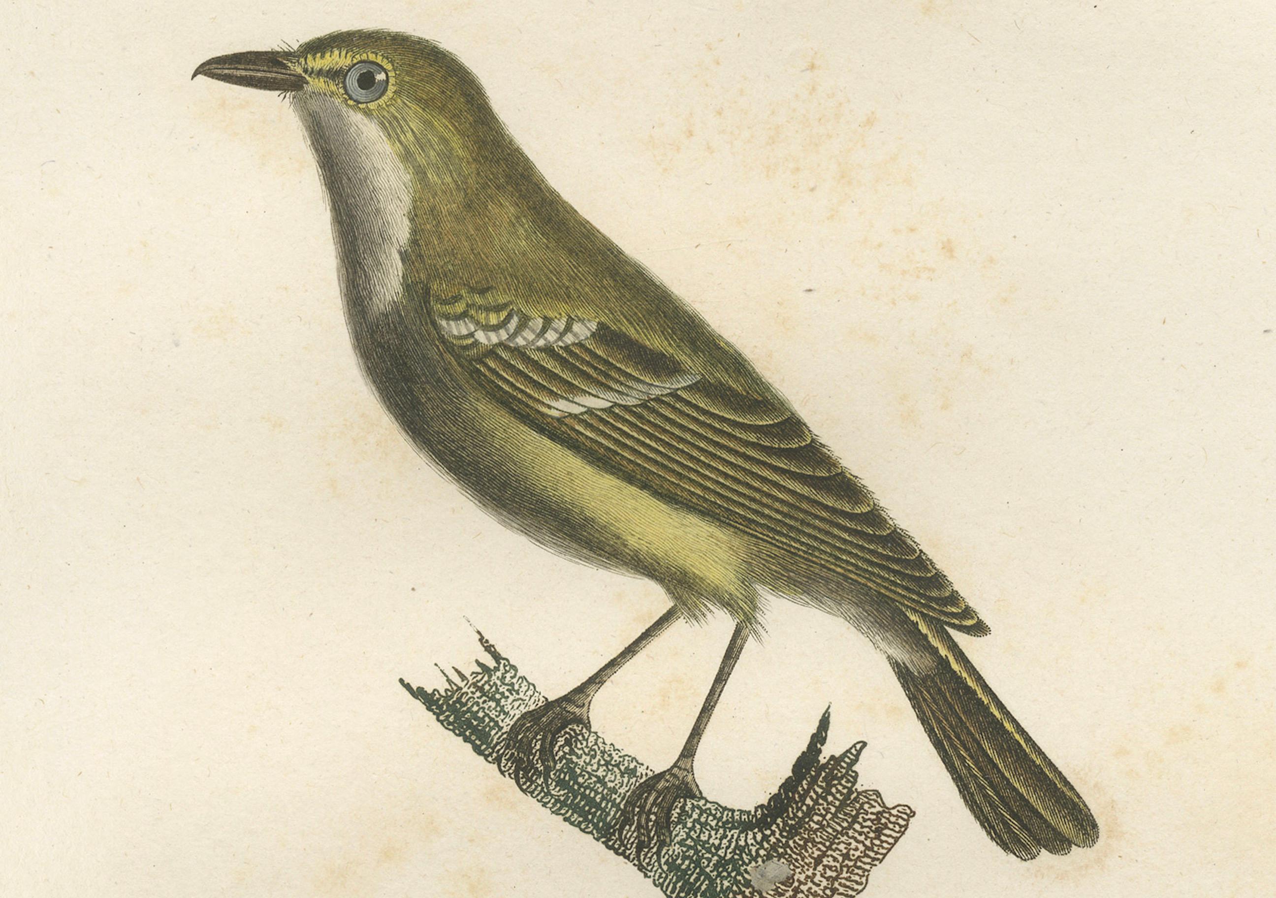 Paper Large Antique Vireo Bird Illustration - 1807 Vieillot Handcolored Print For Sale