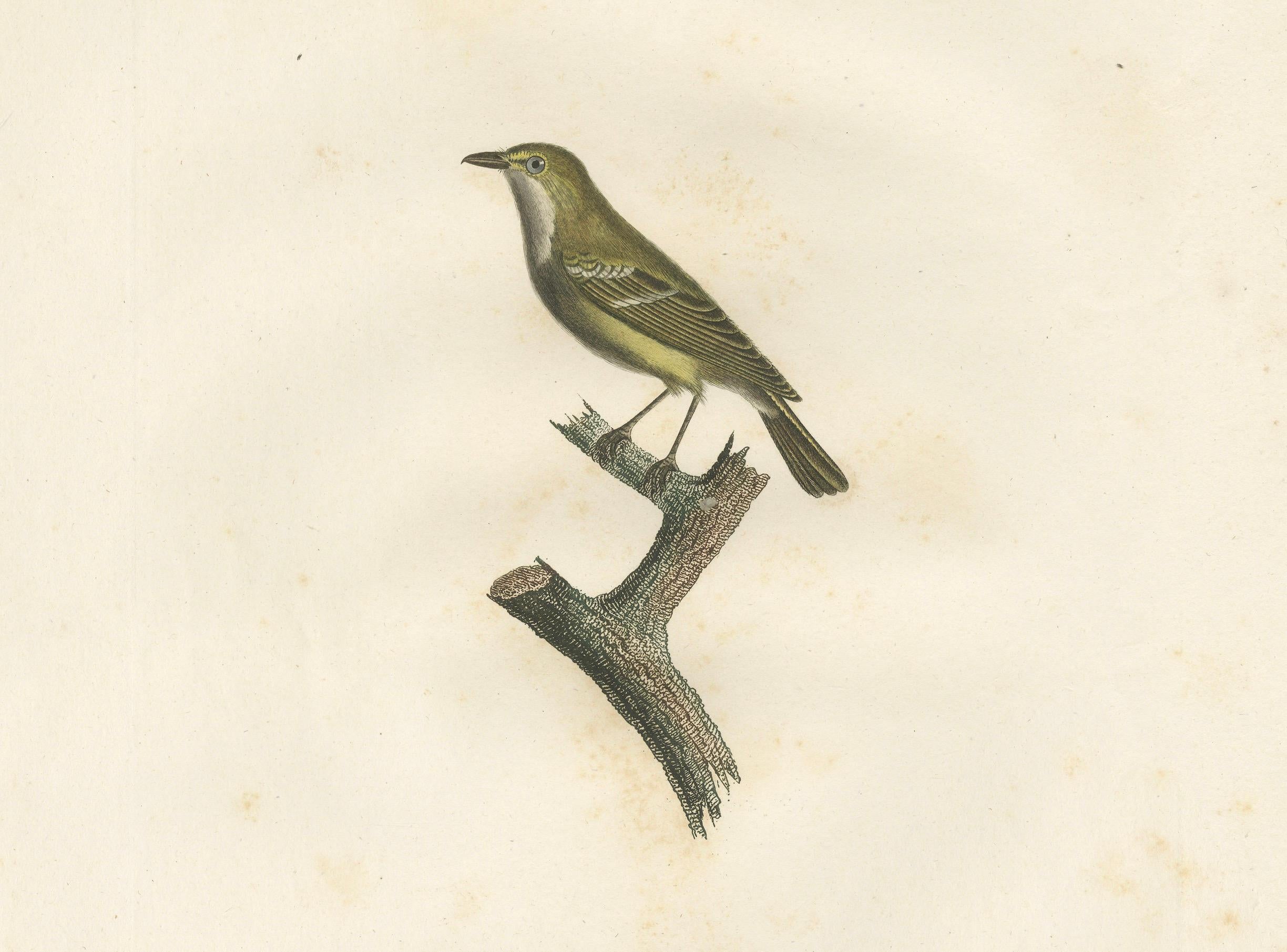 Large Antique Vireo Bird Illustration - 1807 Vieillot Handcolored Print For Sale 1