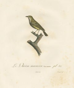 Large Antique Vireo Bird Illustration - 1807 Vieillot Handcolored Print