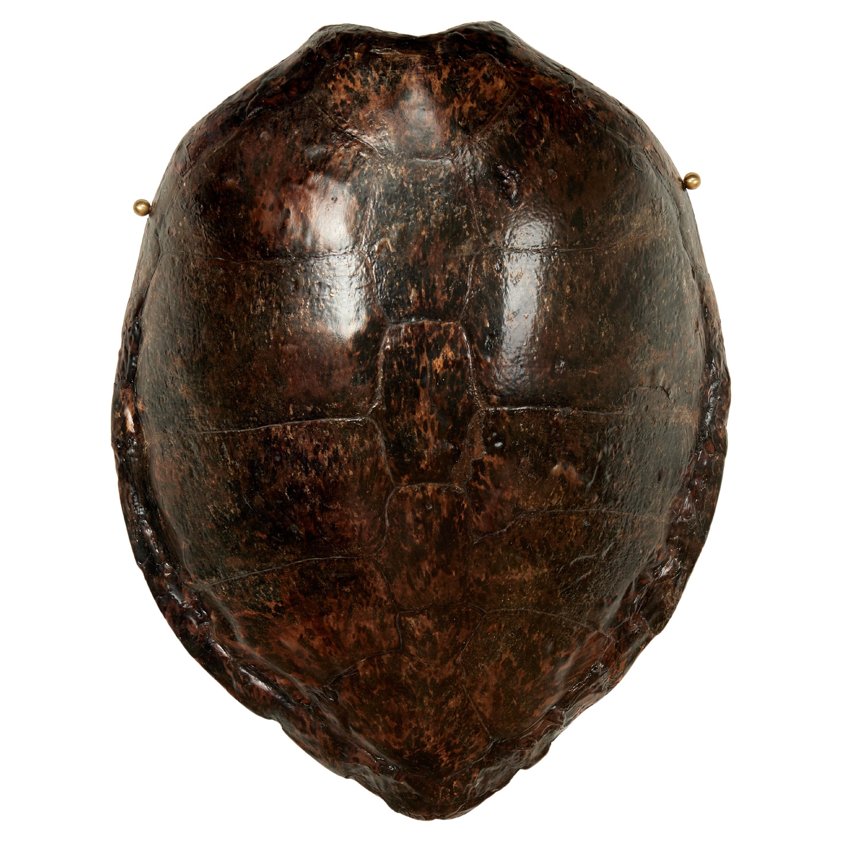 Grande carapace de tortue ancienne à fixer au mur