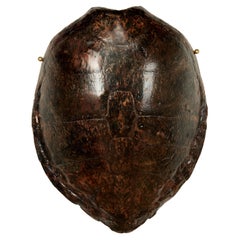 Large Antique Wall Mount Turtle Shell