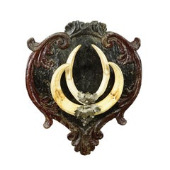Large Antique Warthog Tusk Trophy on Wooden Plaque, Germany 1900s