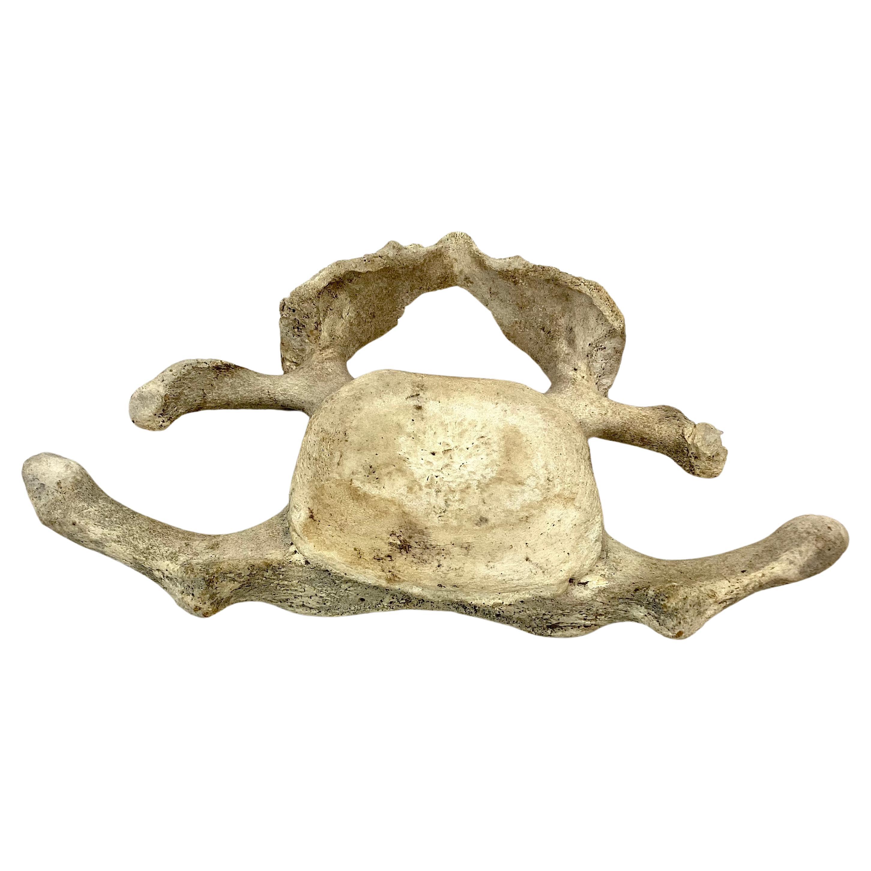 fossil whale vertebrae for sale