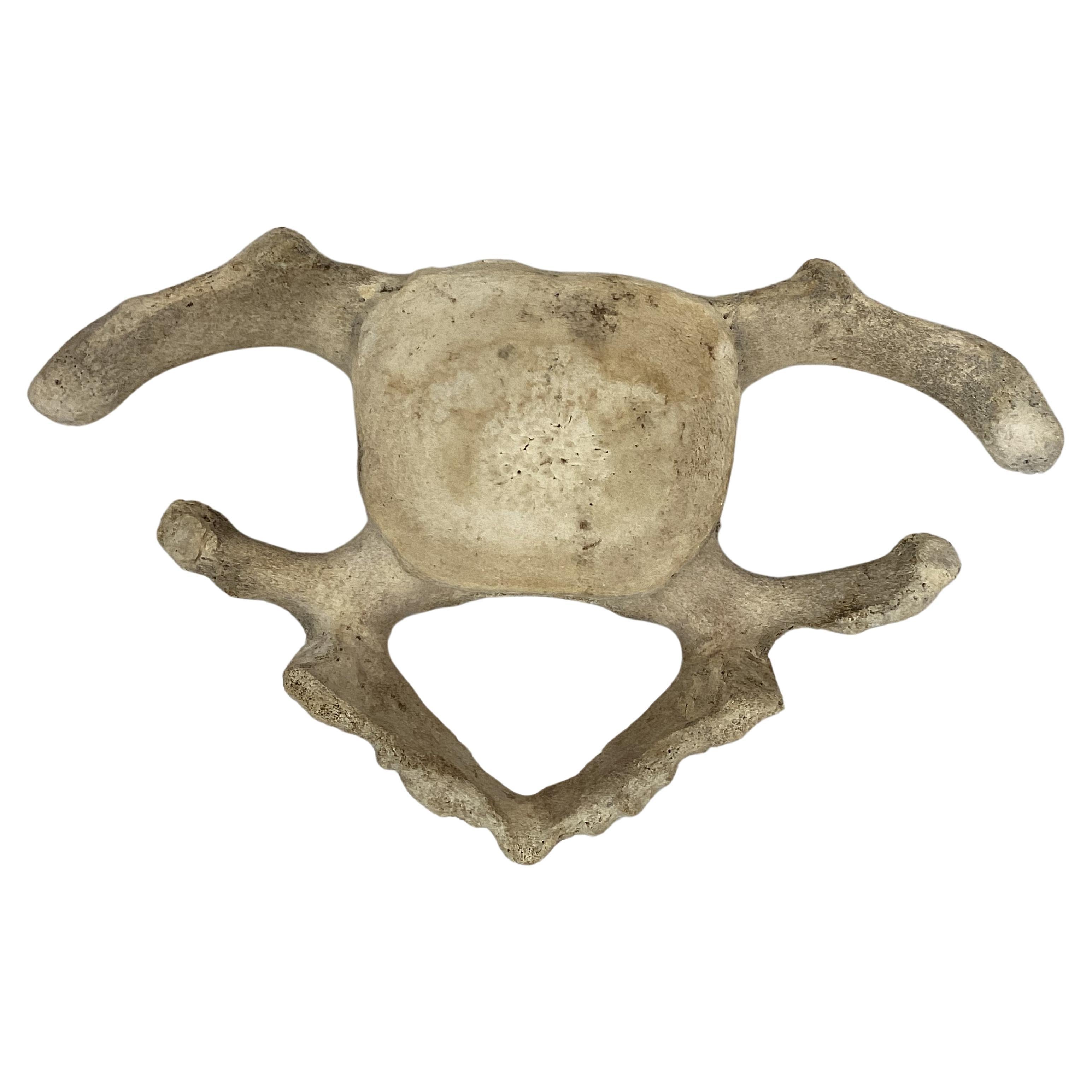 whale cervical vertebrae