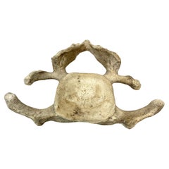  Grand vertebrae de baleine antique 