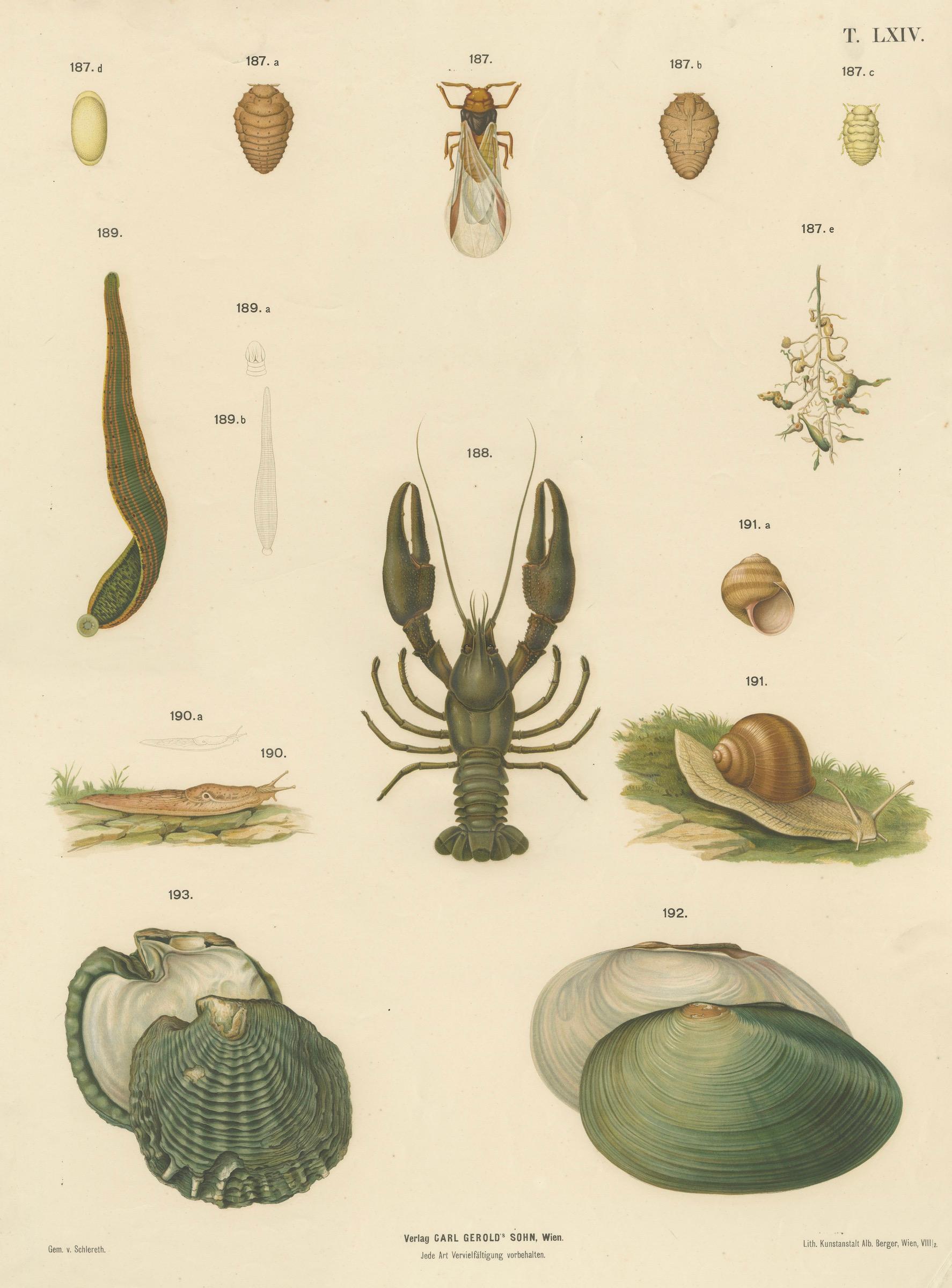 Grand poster ancien de zoologie - écrevisses, sangsues, escargots, insectes C.I.C.

Description :
Cette grande affiche ancienne d'enseignement zoologique a été publiée vers 1880 par Carl Gerold's Sohn à Vienne. La plaque lithographiée mesure environ