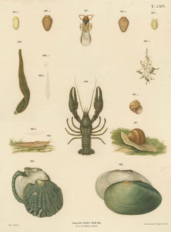 Large Antique Zoology Poster – Crayfish, Leeches, Snails, Insects c.1880