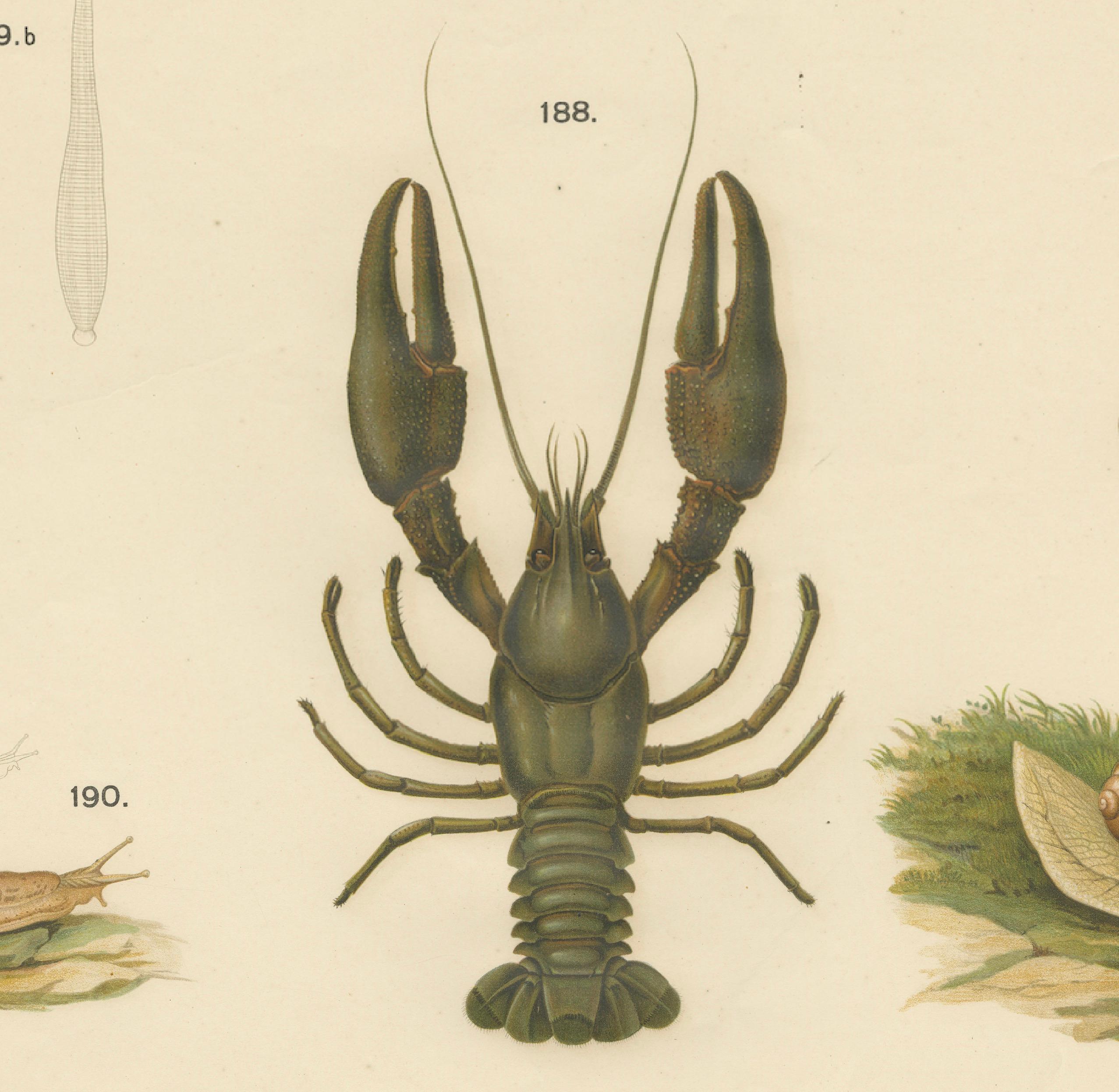 Autrichien Grand poster ancien de zoologie - écrevisses, sangsues, escargots, insectes C.I.C. en vente