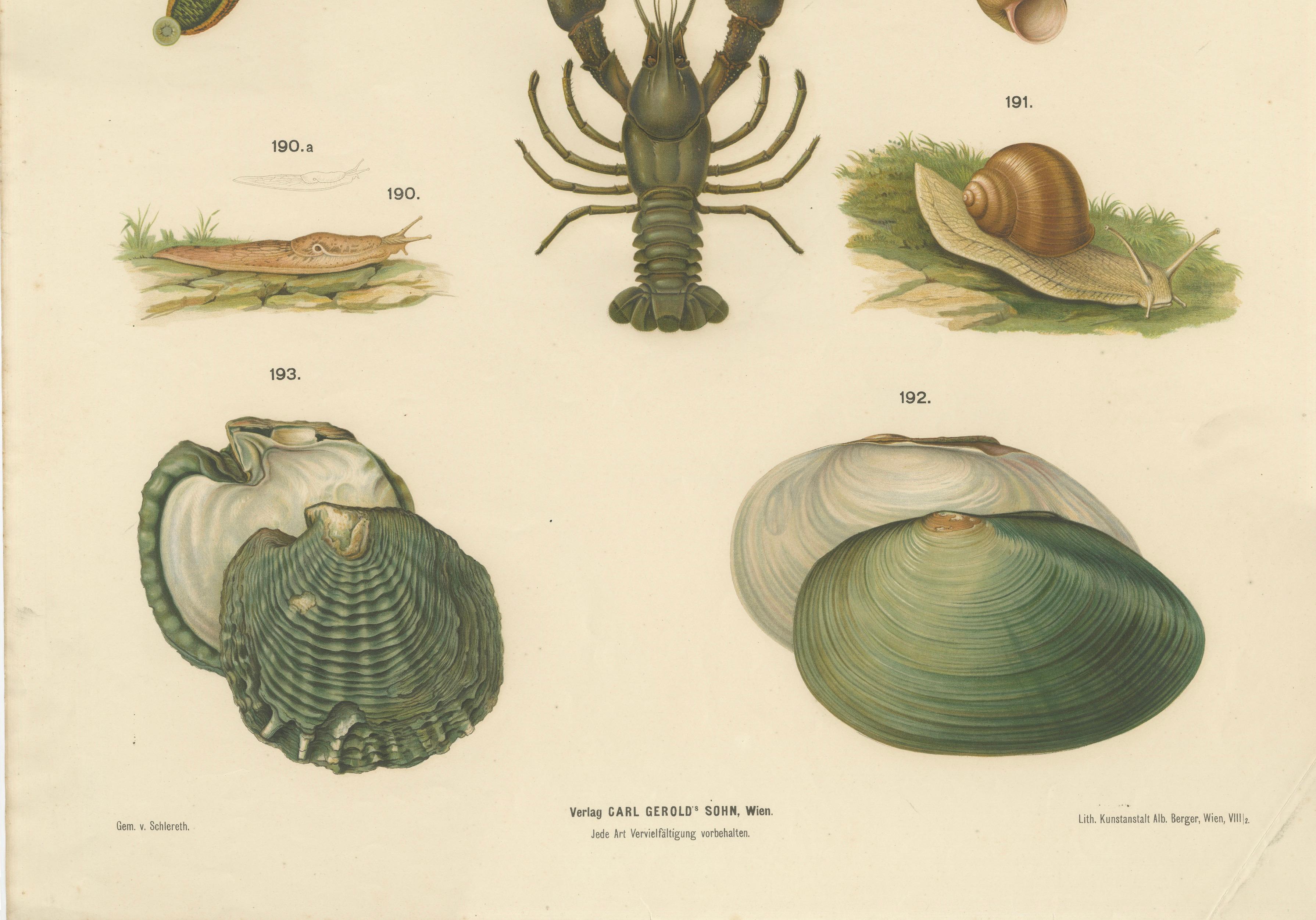 Grand poster ancien de zoologie - écrevisses, sangsues, escargots, insectes C.I.C. Bon état - En vente à Langweer, NL