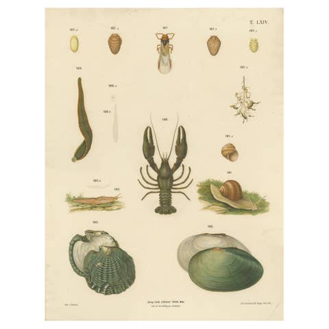 Large Antique Zoology Poster – Crayfish, Leeches, Snails, Insects c.1880