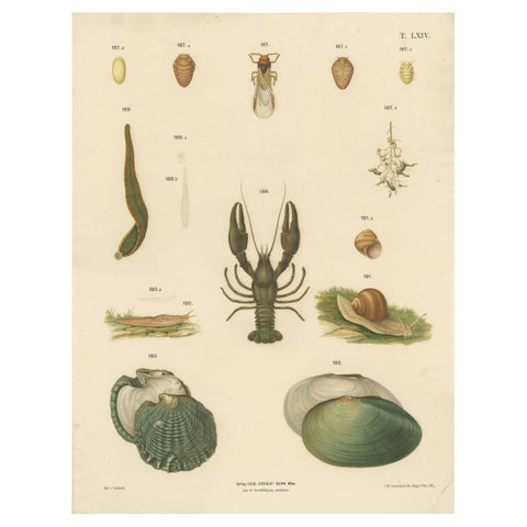 Large Antique Zoology Poster, Crayfish, Leeches, Snails, Insects c.1880