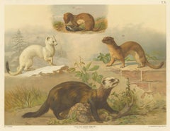 Large Antique Zoology Poster – Stoat, Weasel, Polecat c.1880