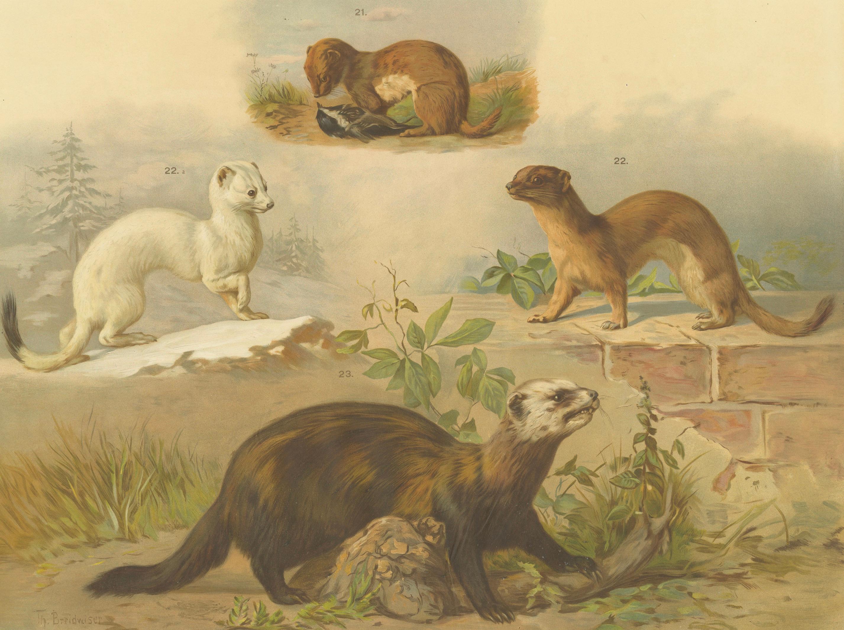 Autrichien Grande affiche ancienne sur la zoologie - Chat sauvage, belette, putois c.1880 en vente