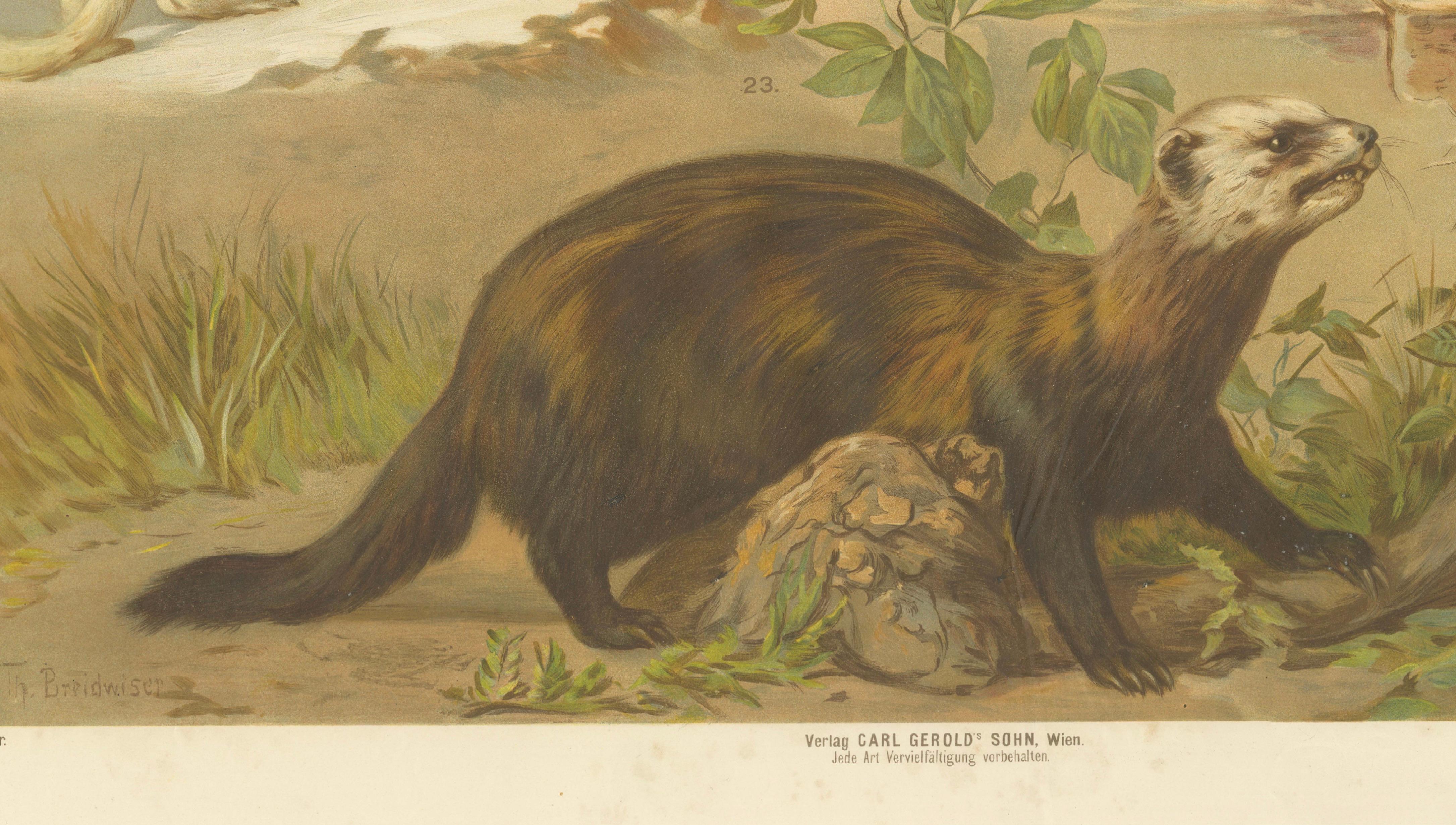 Grande affiche ancienne sur la zoologie - Chat sauvage, belette, putois c.1880 Bon état - En vente à Langweer, NL
