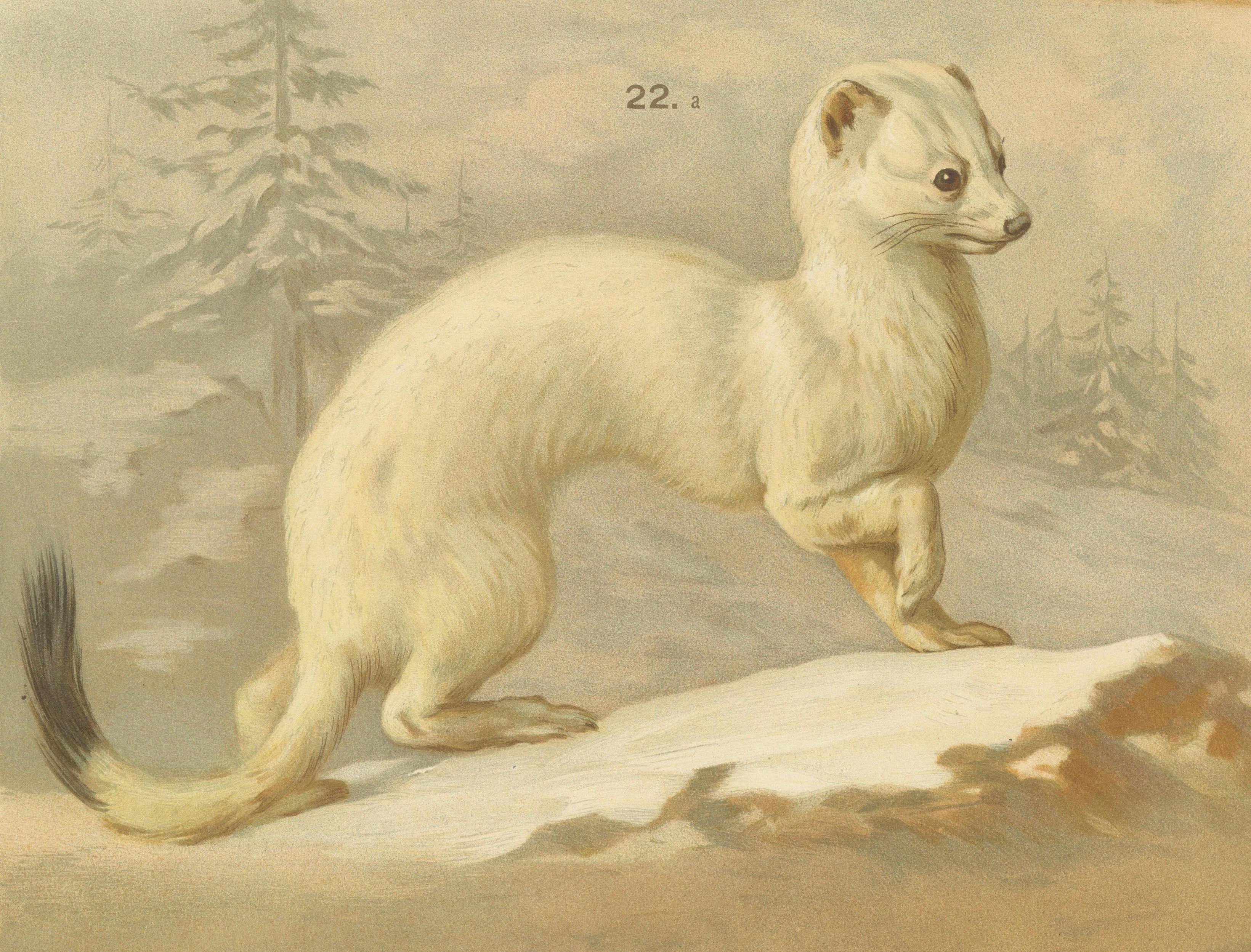 XIXe siècle Grande affiche ancienne sur la zoologie - Chat sauvage, belette, putois c.1880 en vente