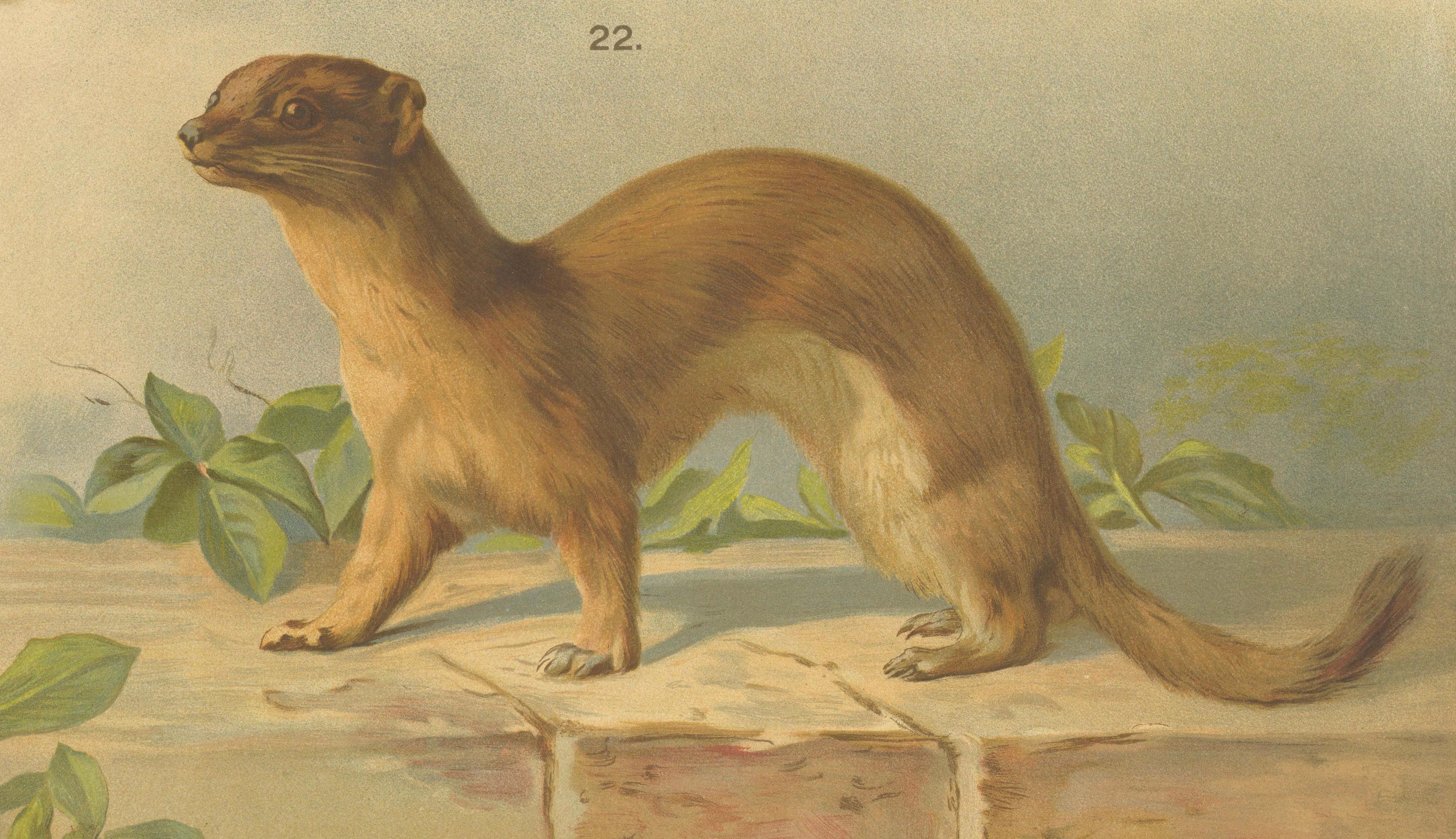Papier Grande affiche ancienne sur la zoologie - Chat sauvage, belette, putois c.1880 en vente