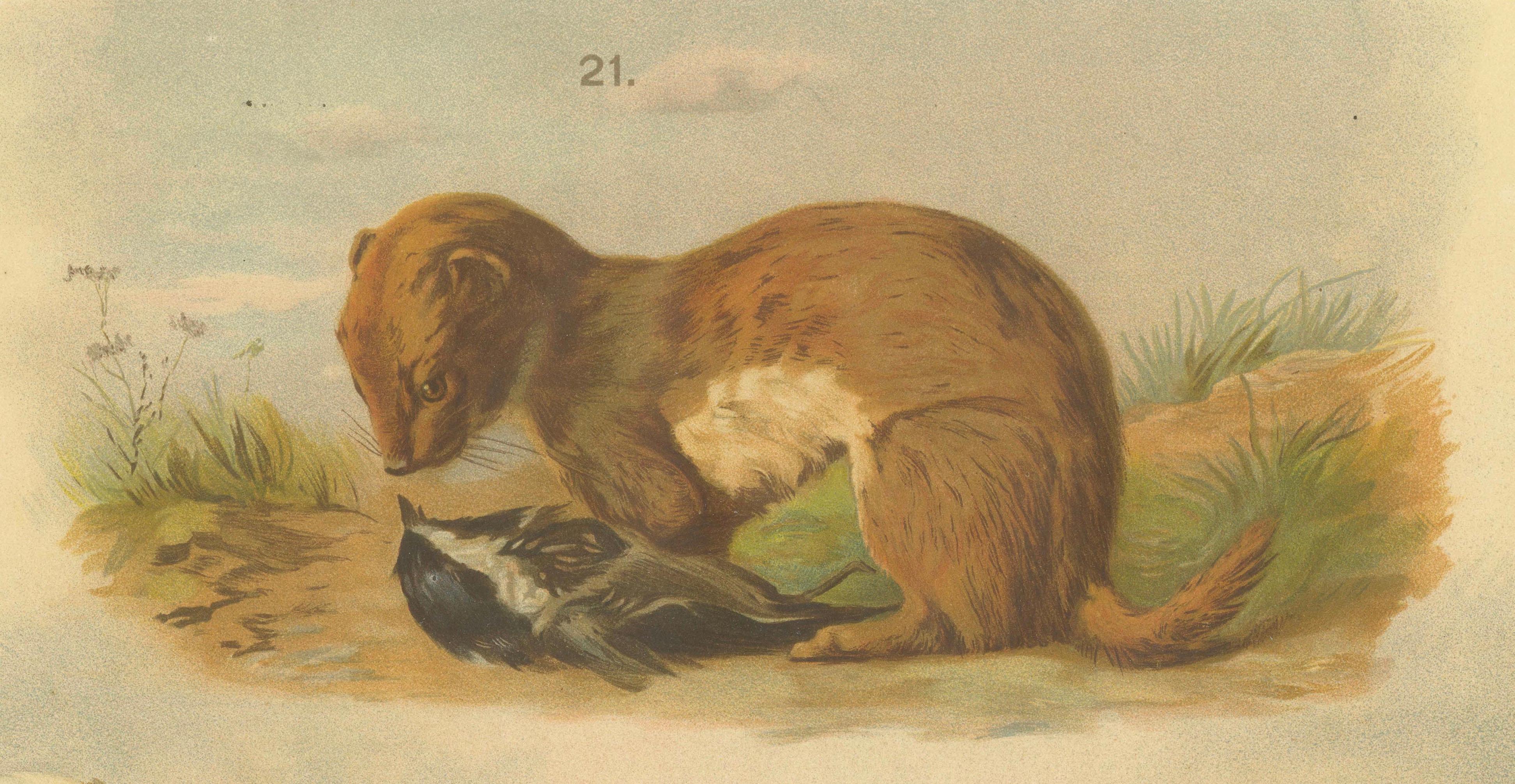 Grande affiche ancienne sur la zoologie - Chat sauvage, belette, putois c.1880 en vente 1