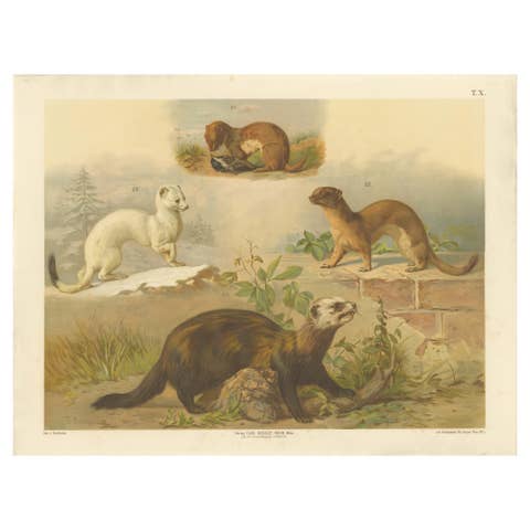 Large Antique Zoology Poster – Stoat, Weasel, Polecat c.1880