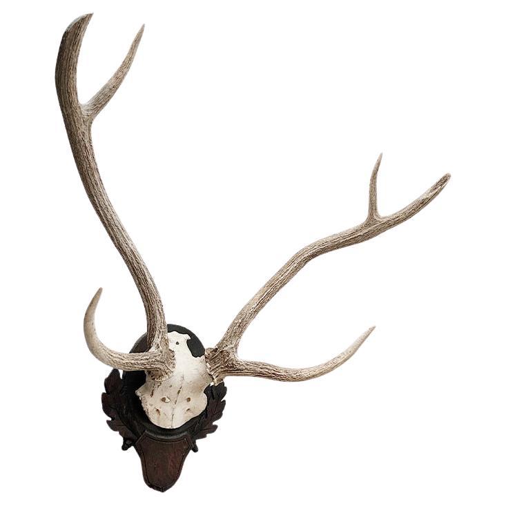 Preciosa montura antigua de asta sobre placa alemana de Black Forest.  Principios o mediados del siglo XX. Los cuernos son de un tono natural suave y precioso y son un hermoso complemento para cualquier estilo de decoración. 

tengo otras monturas