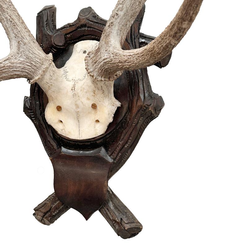 Beautiful antique antler mount on Black Forest German Plaque.  Early to mid 20th-Century. The Antler are a natural lovely soft tone and are a beautiful adition to any style of decoration 

i have other antler mounts in my listings .  please see