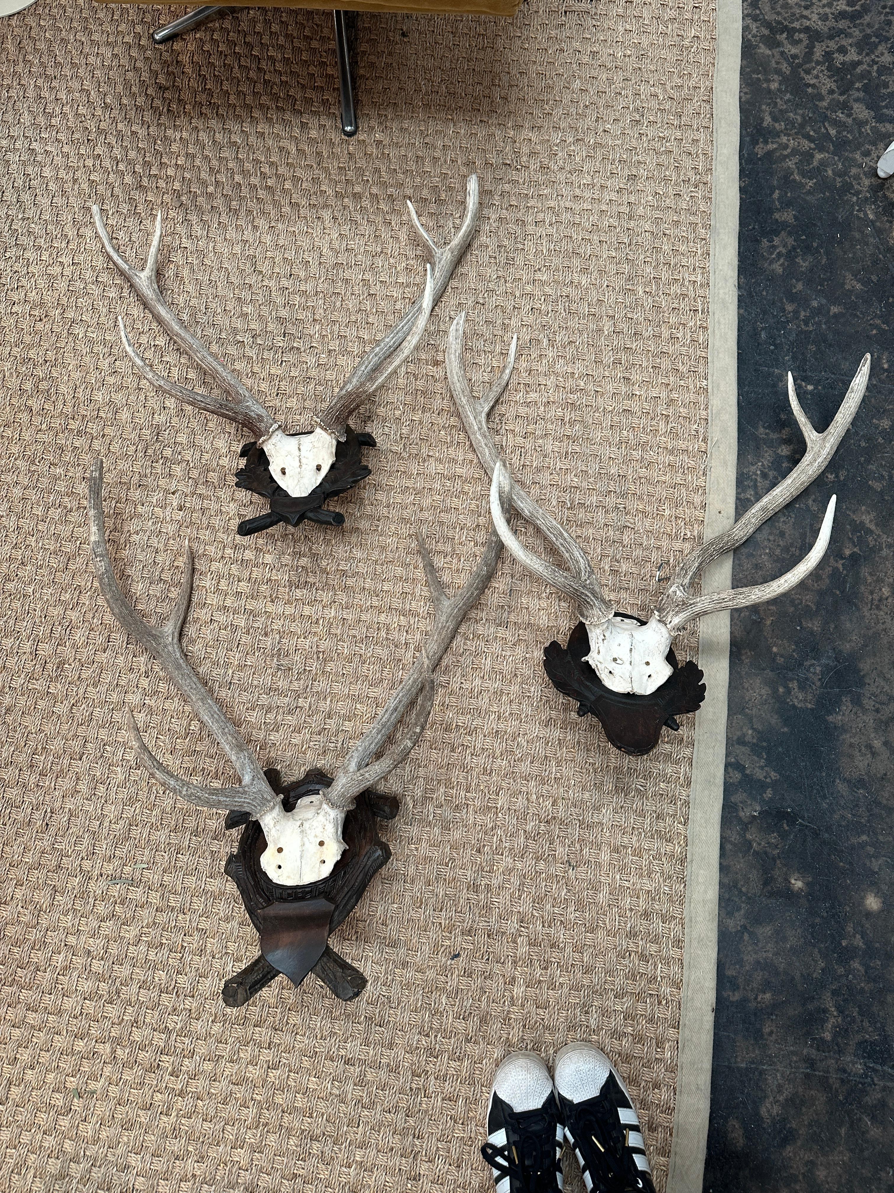 Large Antler Mount on German Black Forest Plaque In Good Condition In Wichita, KS