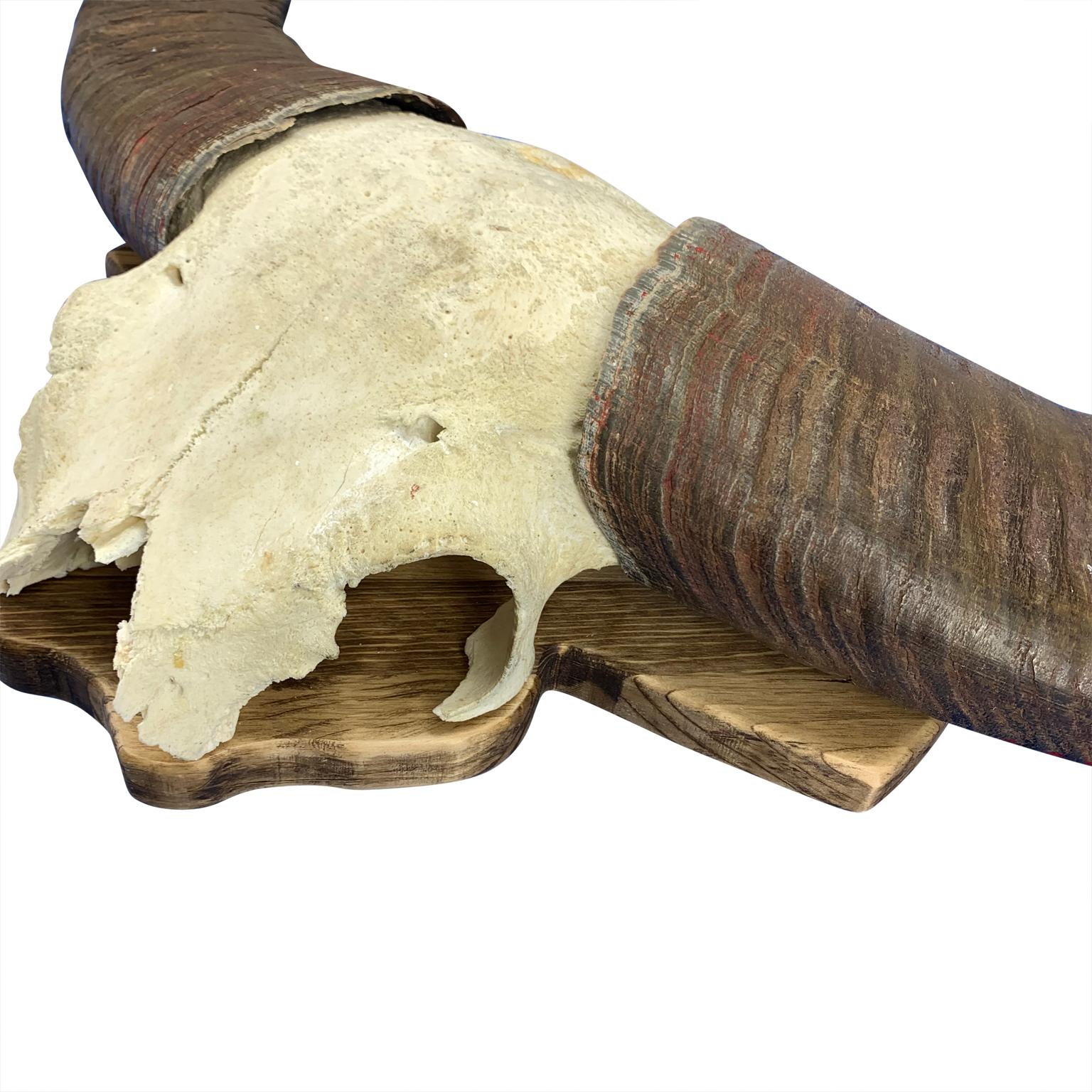 African Large Antler of Water Buffalo on Custom Made Maple-Wood Plaqueo