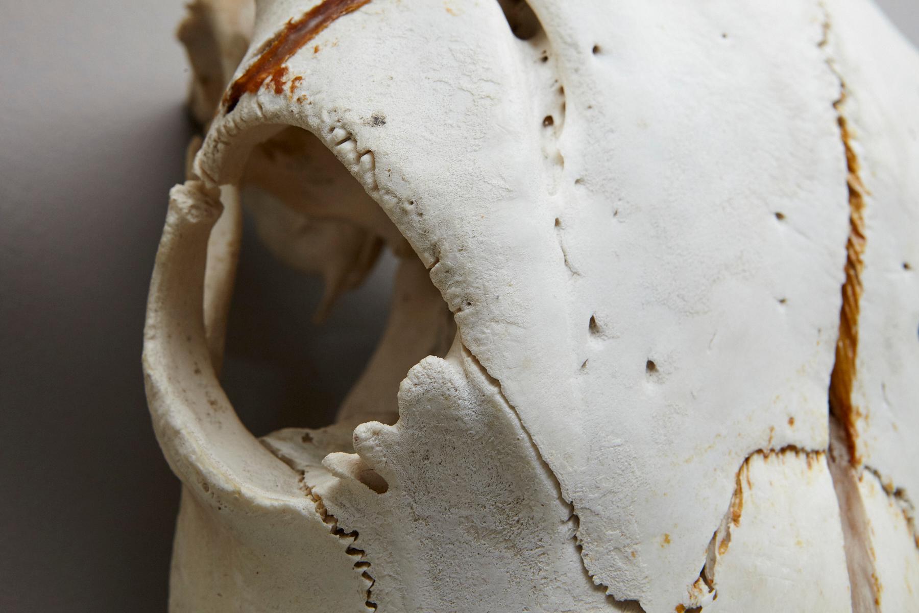 Bone Large Authentic Bull or Steer Skull from New Mexico