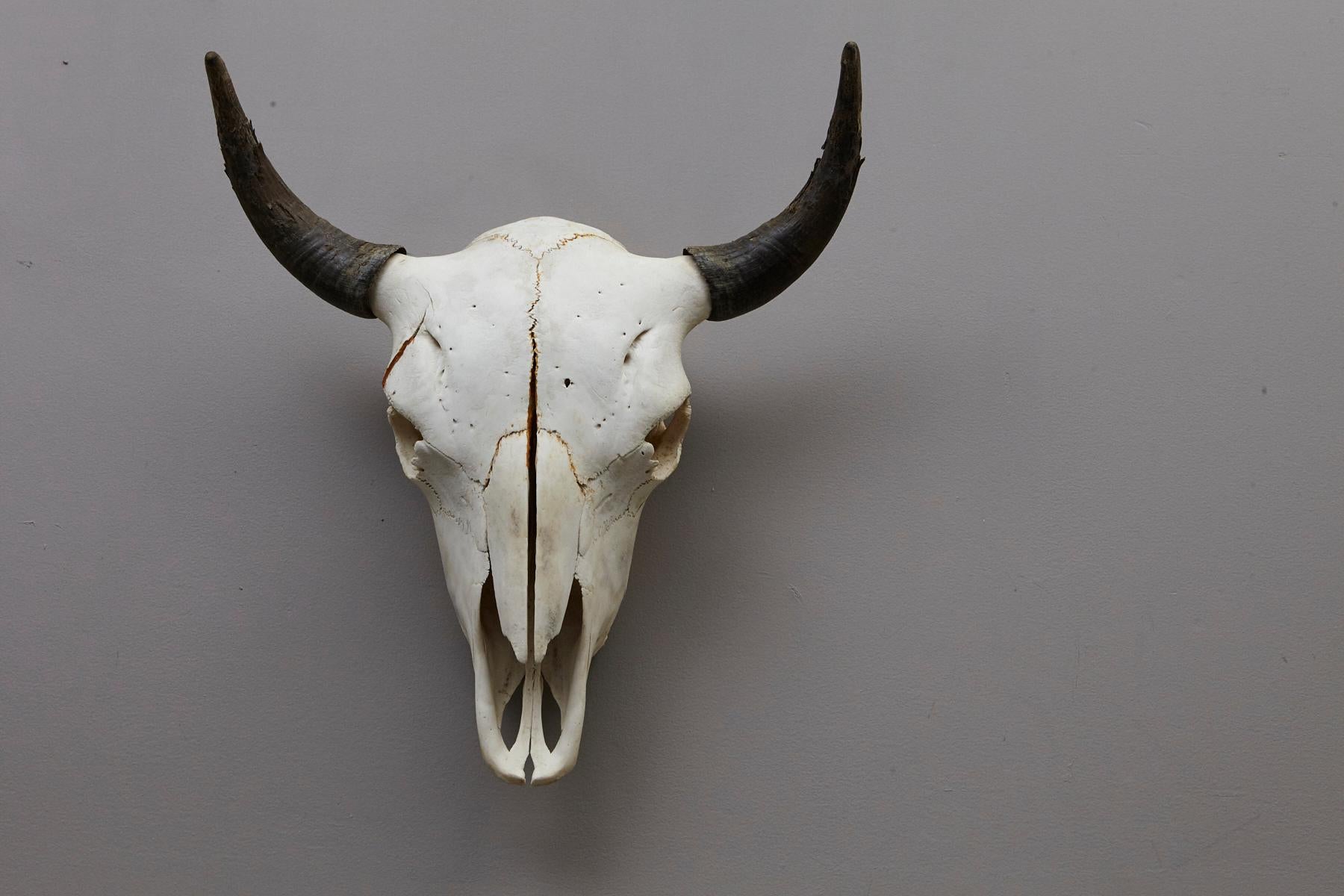 Beautiful large authentic buffalo or steer bone skull with horns from New Mexico.