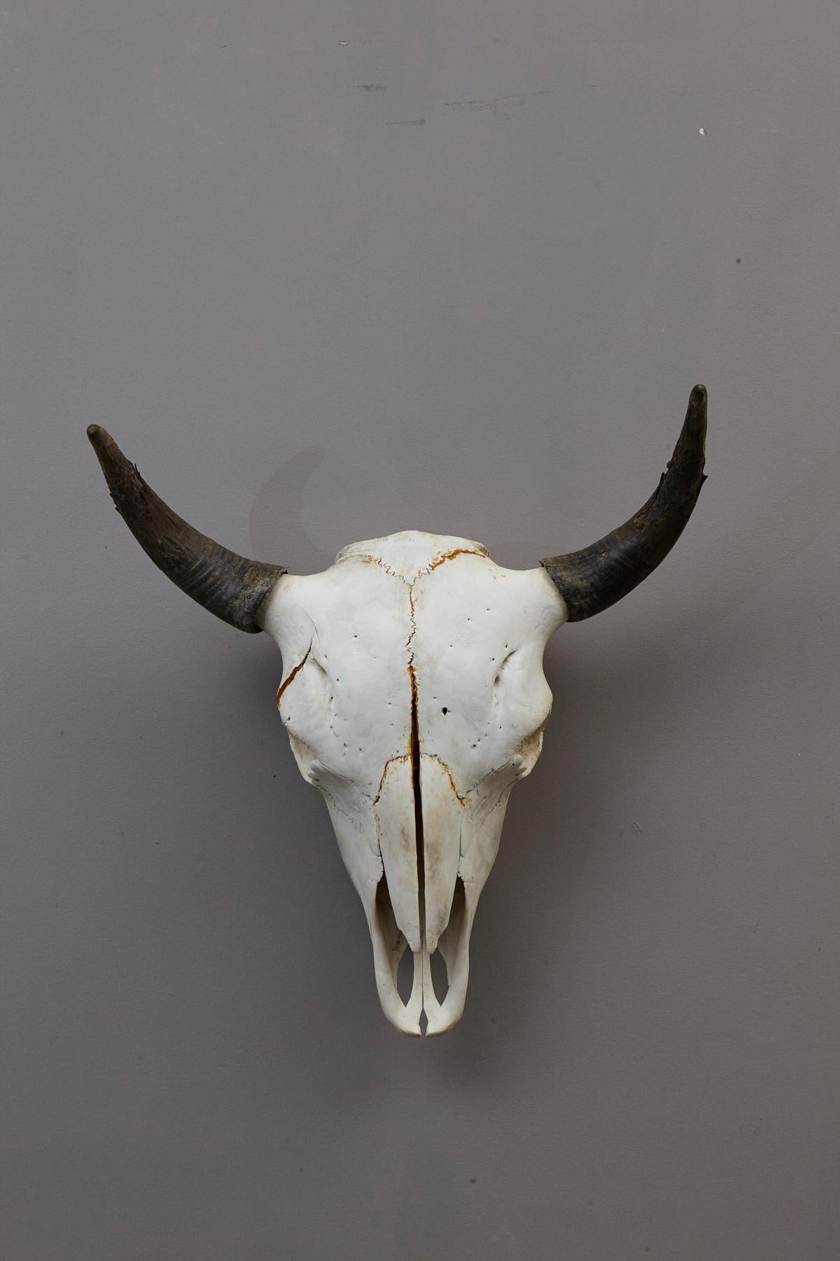 authentic bull skull