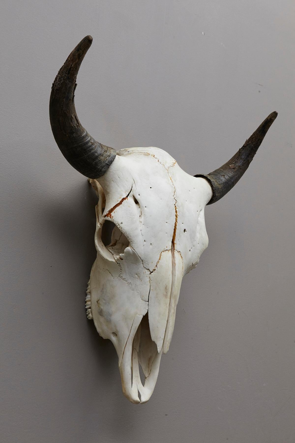 large longhorn skull