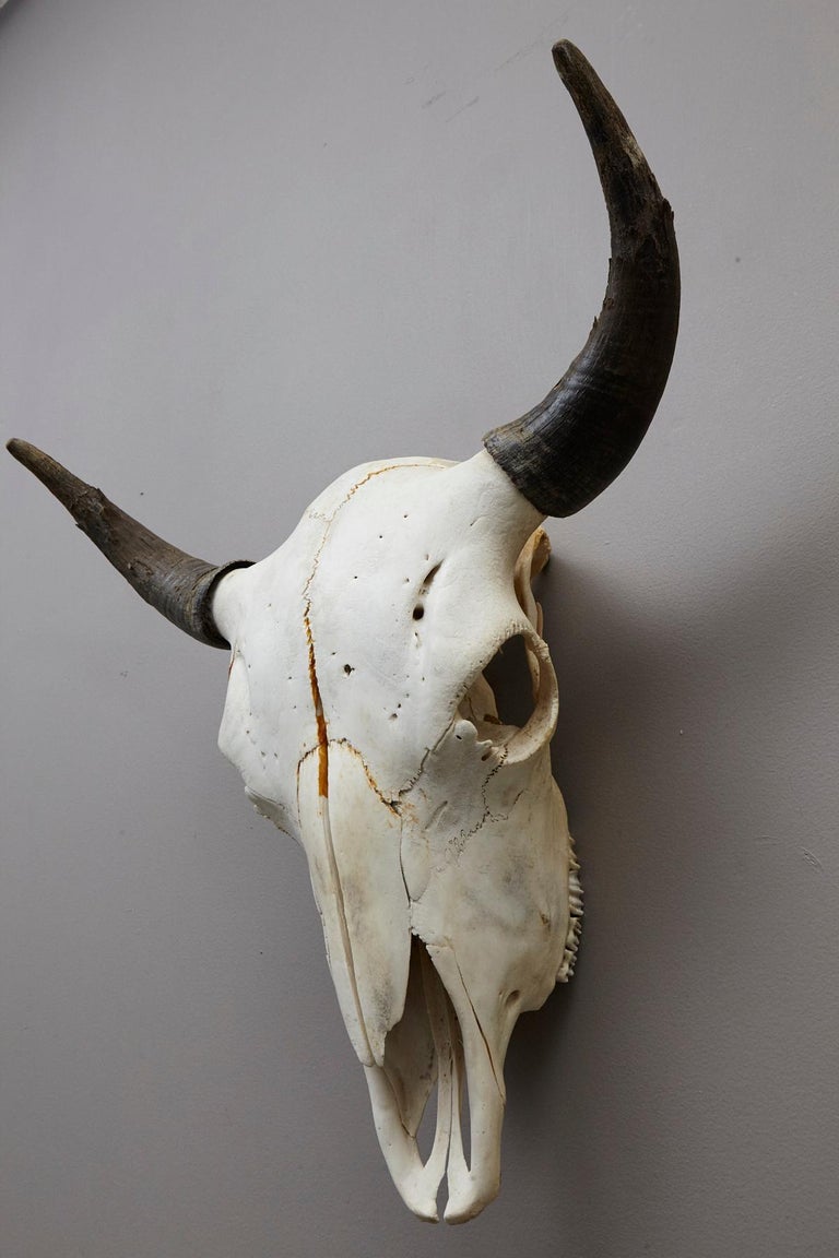 Large Authentic Bull or Steer Skull from New Mexico at 1stDibs