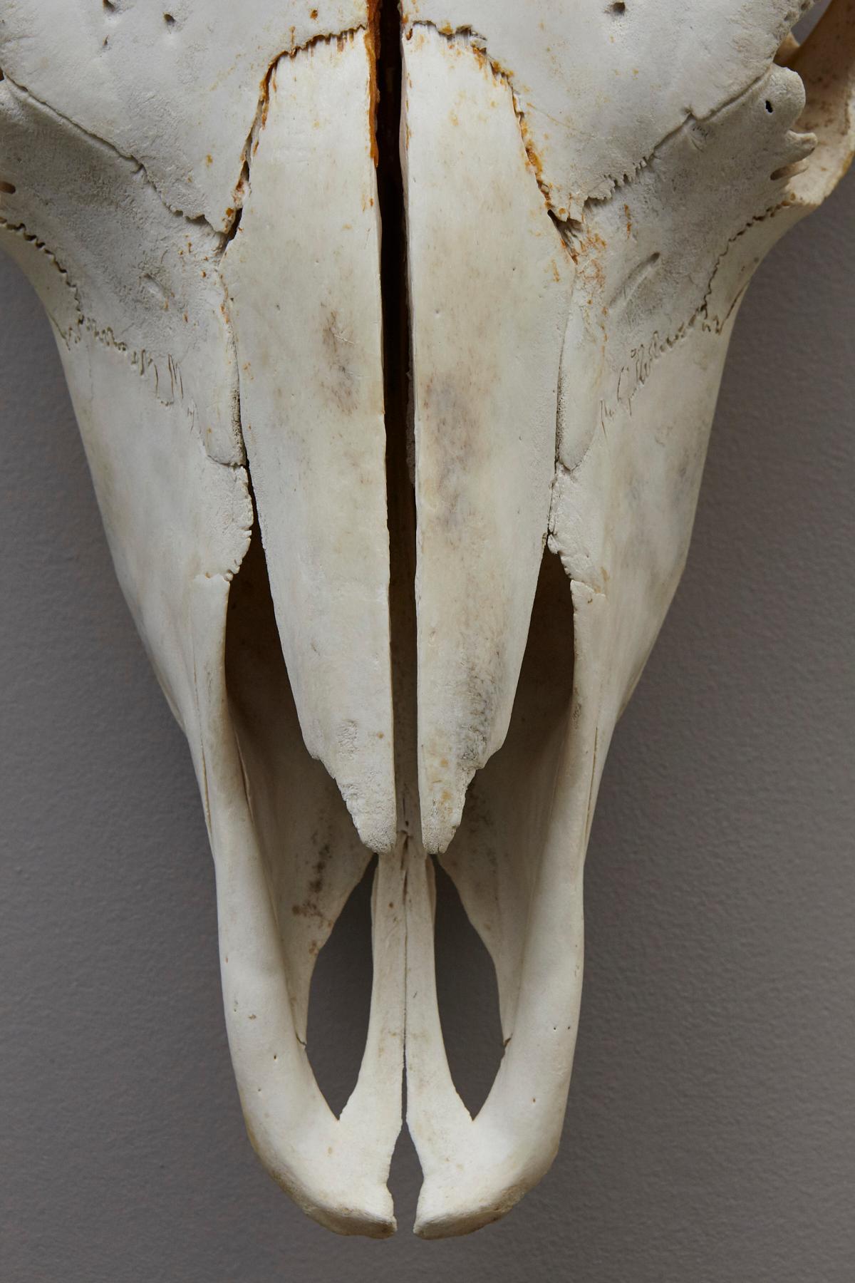 Country Large Authentic Bull or Steer Skull from New Mexico