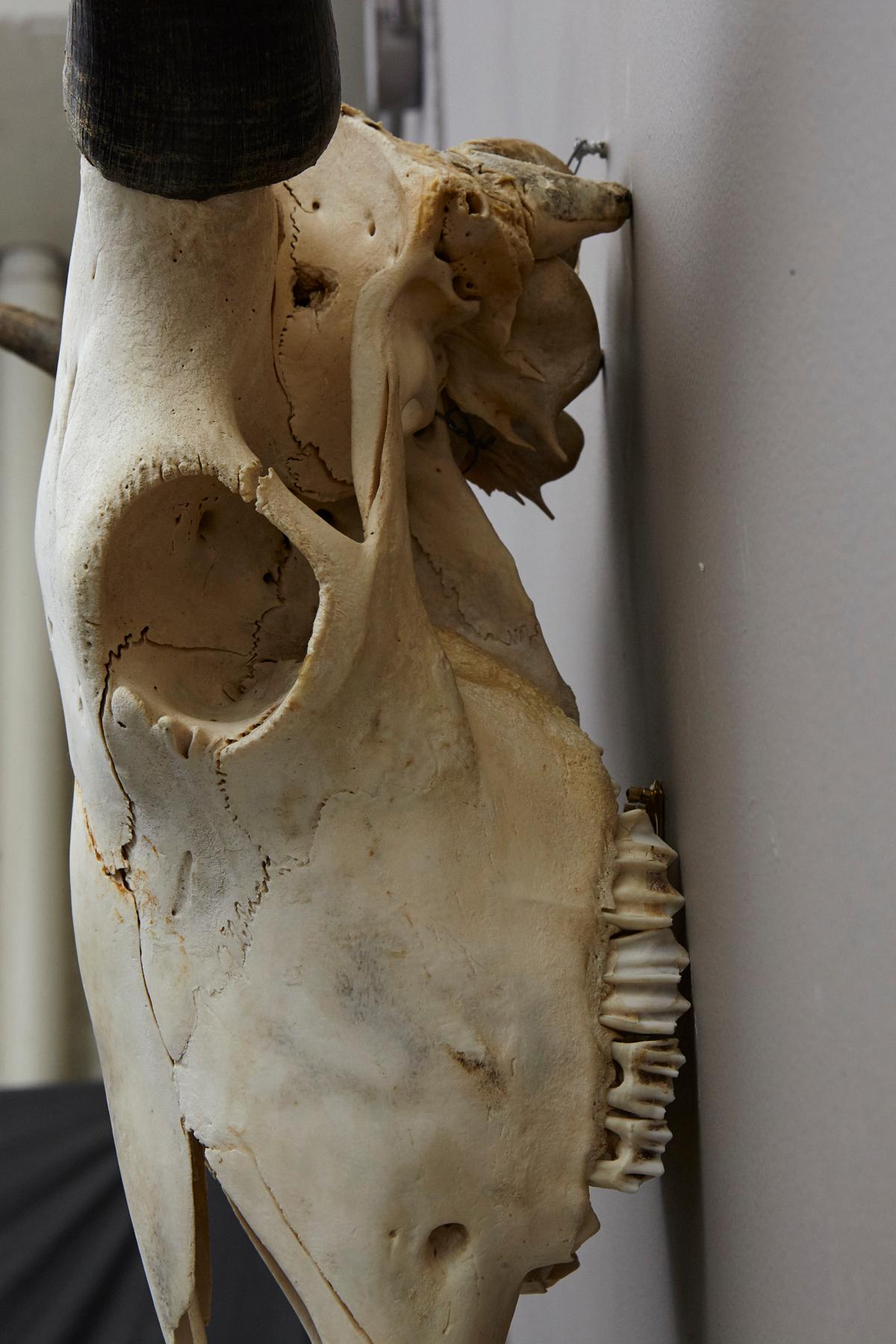 Large Authentic Bull or Steer Skull from New Mexico In Good Condition In Pau, FR
