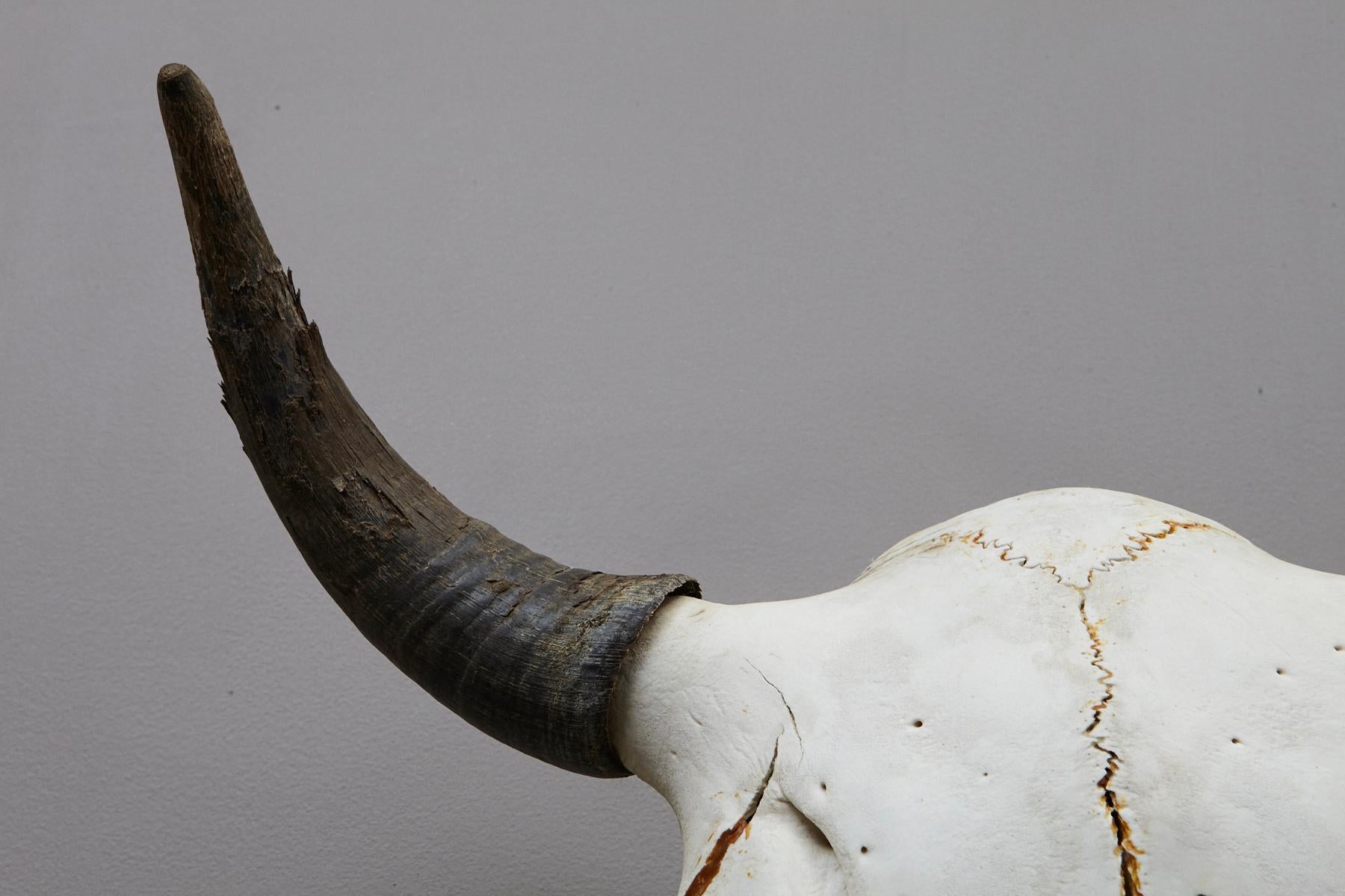 Mid-20th Century Large Authentic Bull or Steer Skull from New Mexico