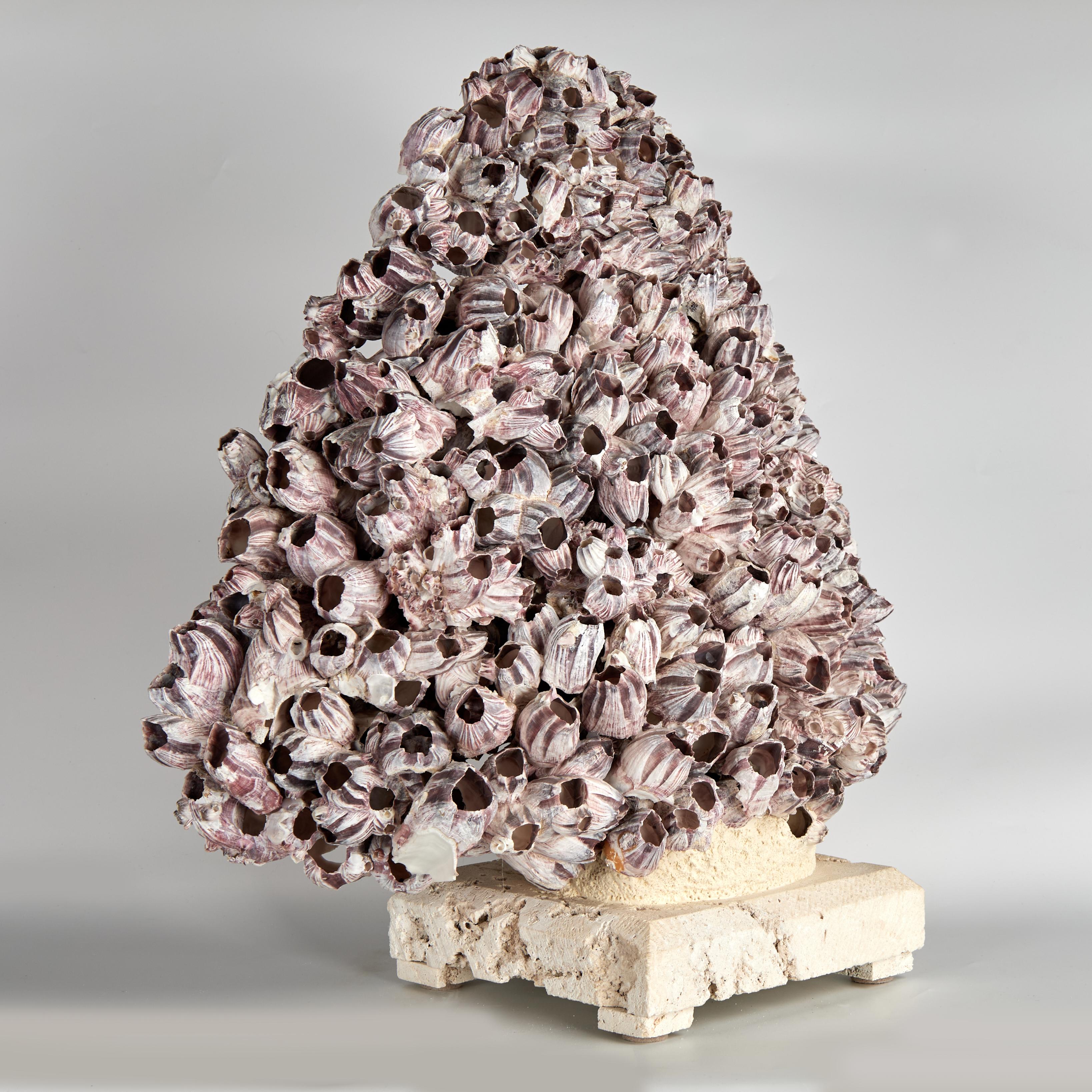Intriguing barnacle specimen assemblage with its alluring purple tones and organic textures. Presented on a coquina stone base to enhance the sculptural elements.

Base: 9 x 9