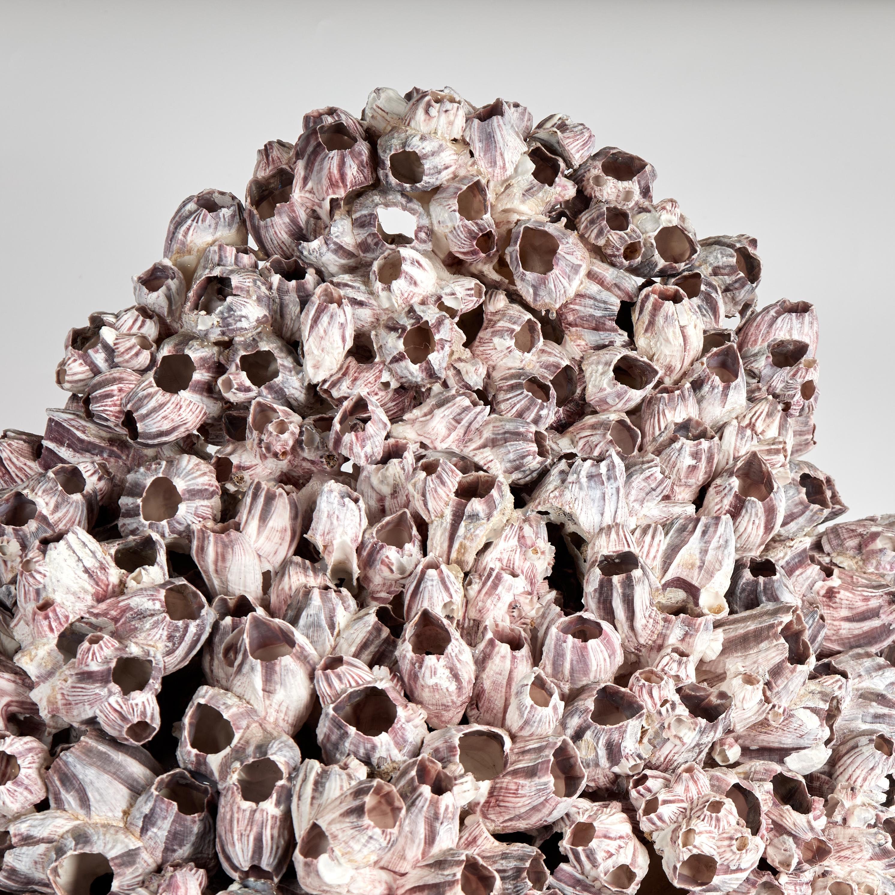 Organic Modern Large Barnacle Sculpture Mounted on Coquina Stone For Sale