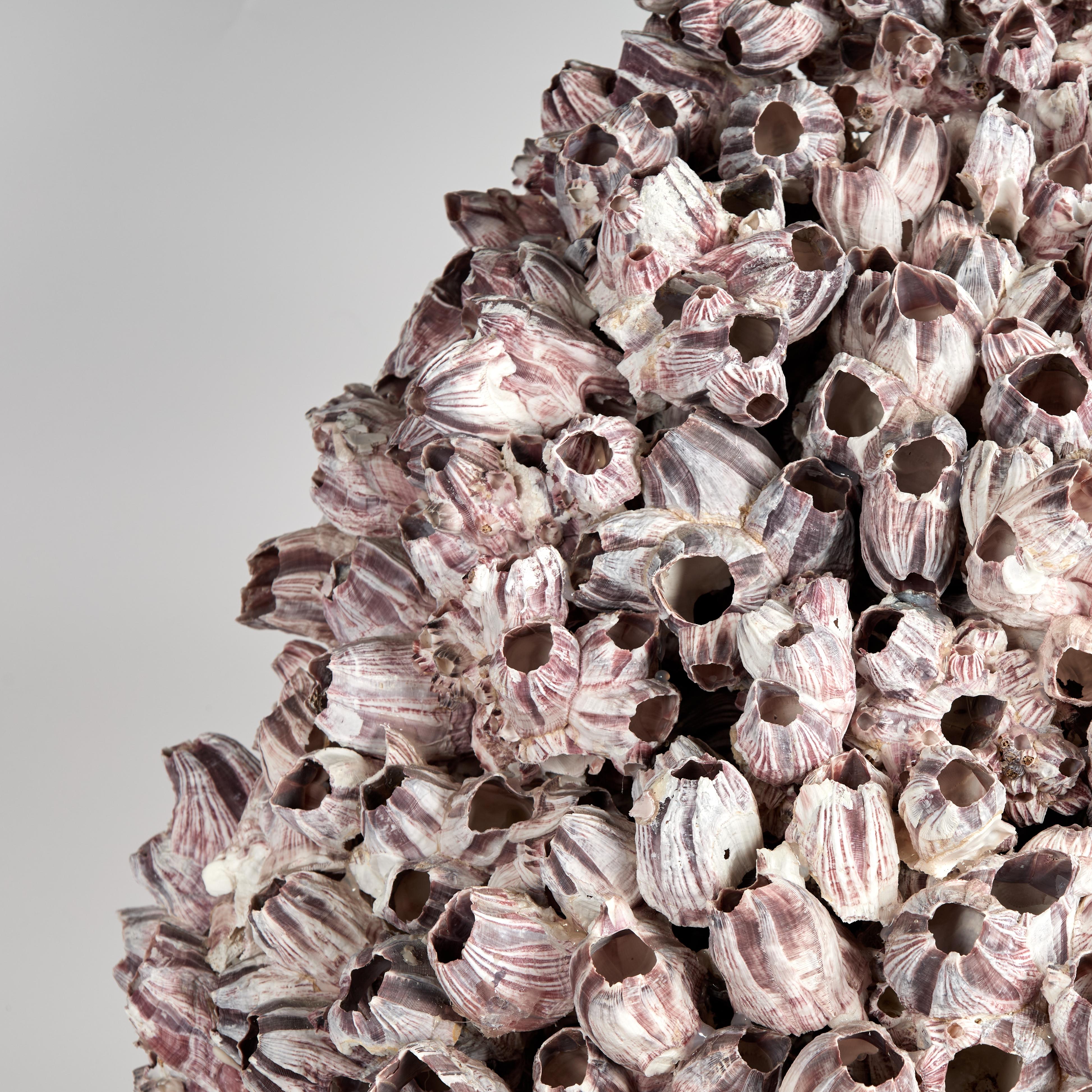 American Large Barnacle Sculpture Mounted on Coquina Stone For Sale