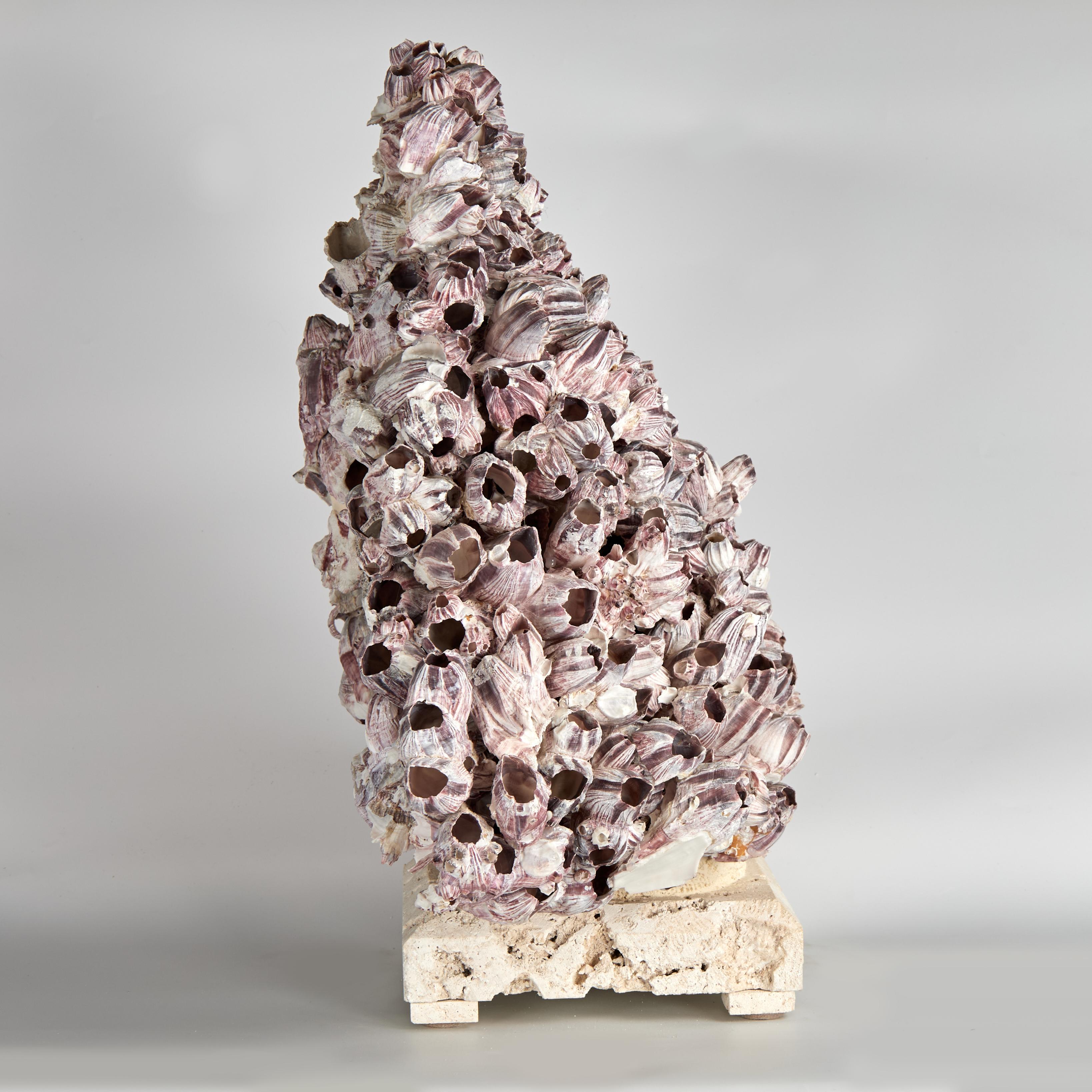 Contemporary Large Barnacle Sculpture Mounted on Coquina Stone For Sale