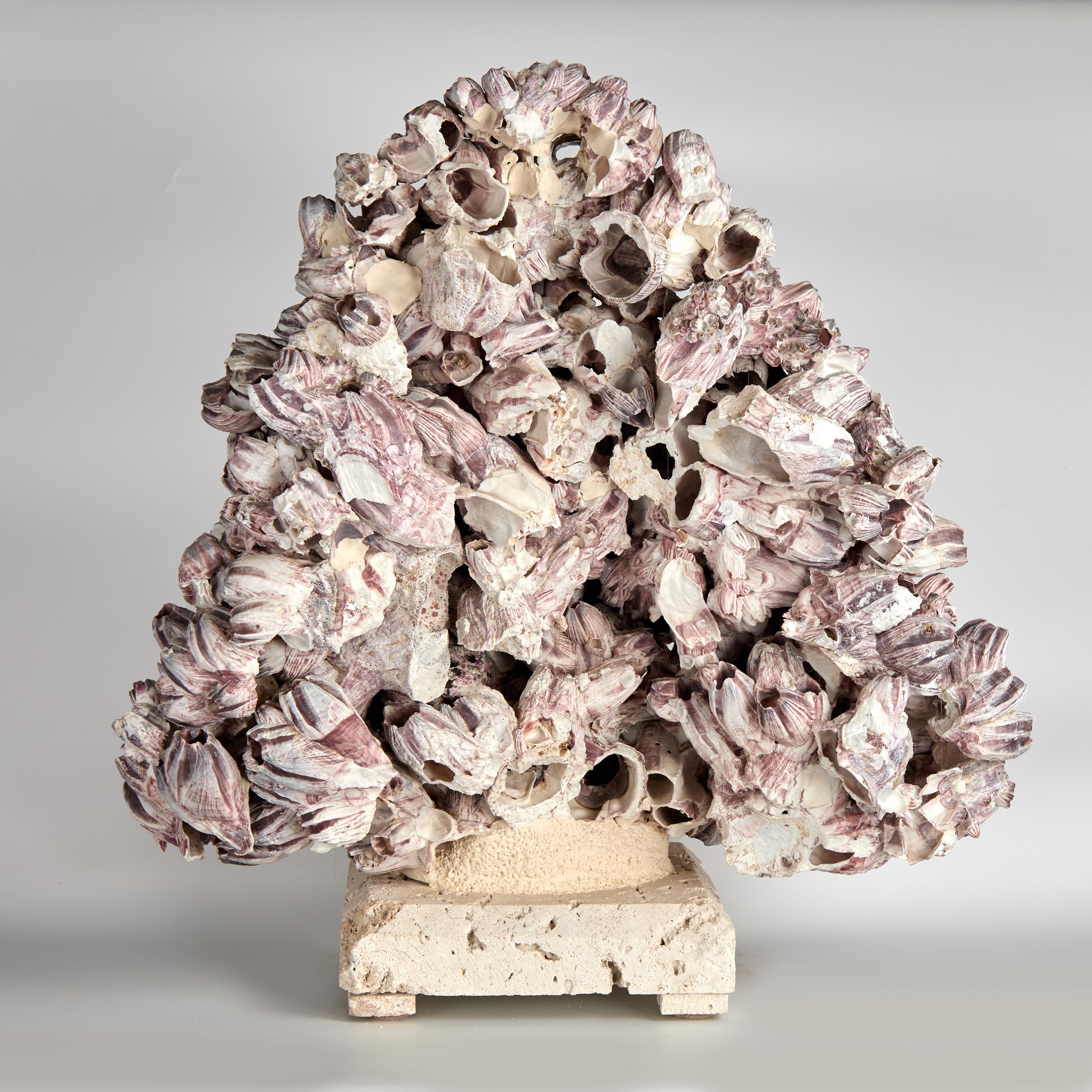 Shell Large Barnacle Sculpture Mounted on Coquina Stone For Sale