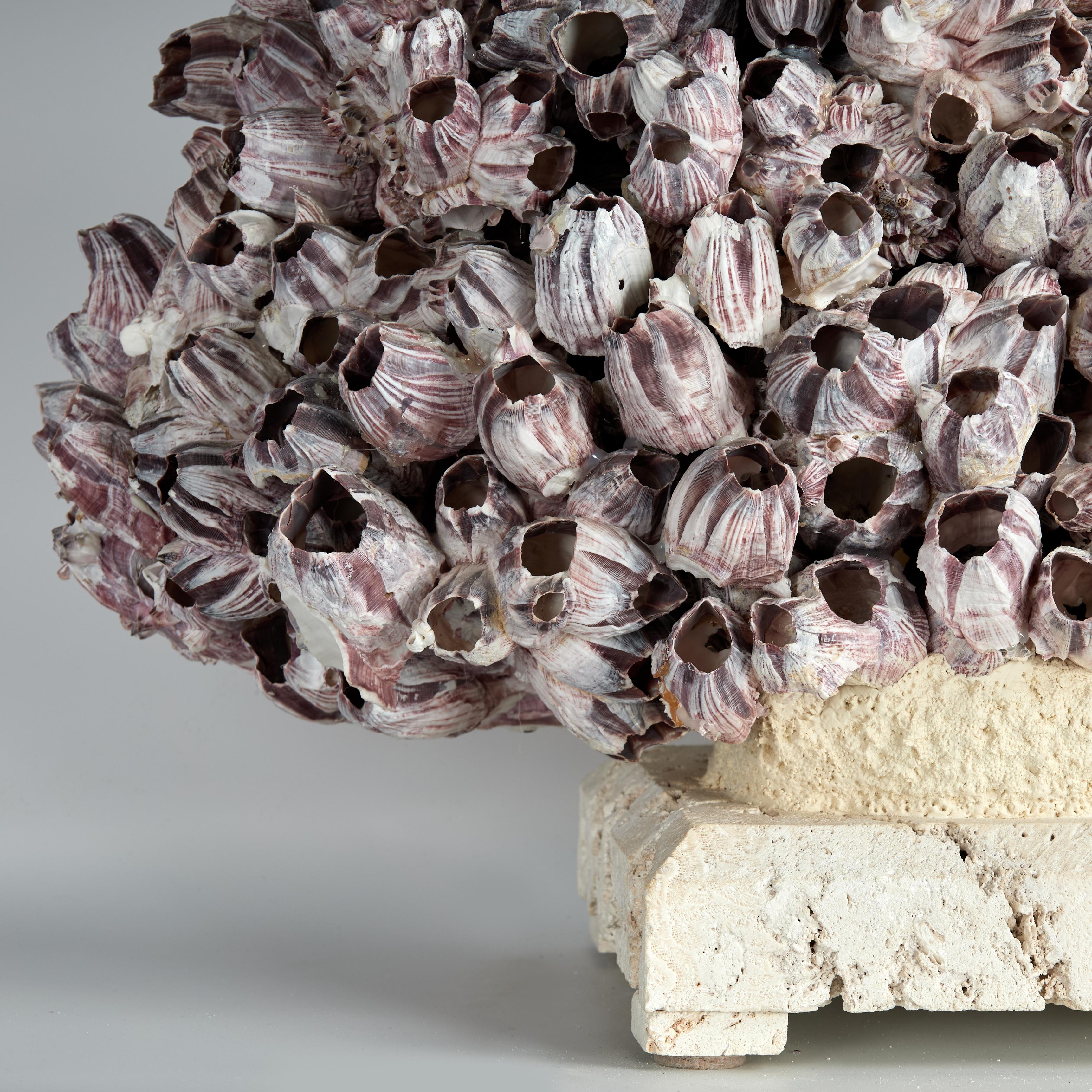 Large Barnacle Sculpture Mounted on Coquina Stone For Sale 1