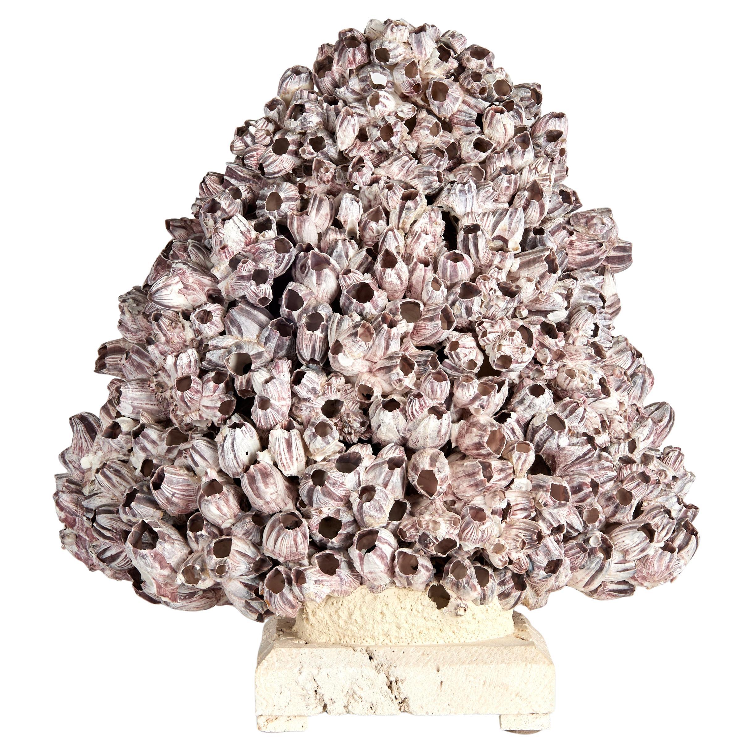 Large Barnacle Sculpture Mounted on Coquina Stone For Sale