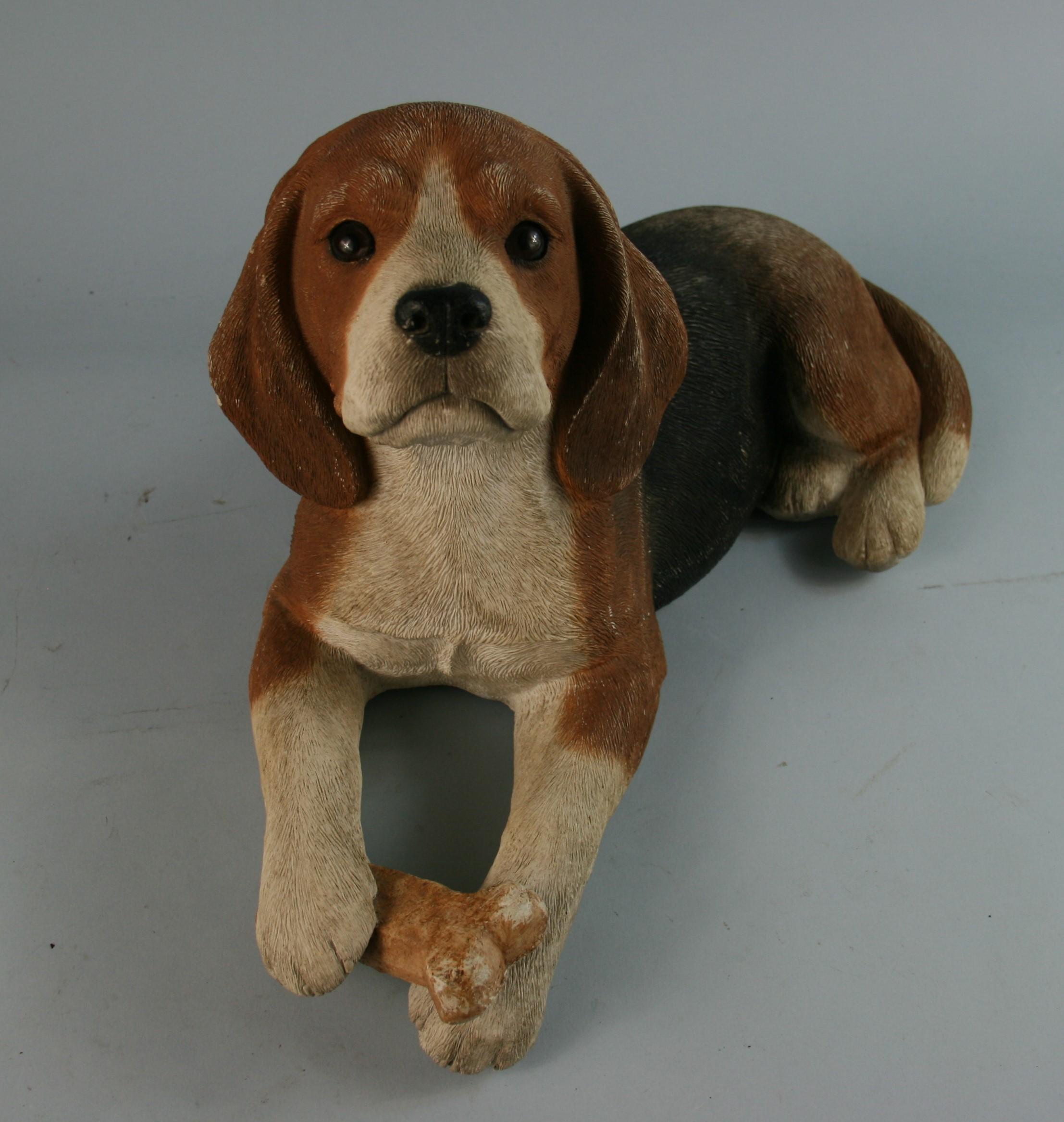beagle large