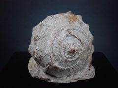 Conchiglia naturale grande, bella e altamente decorativa #5