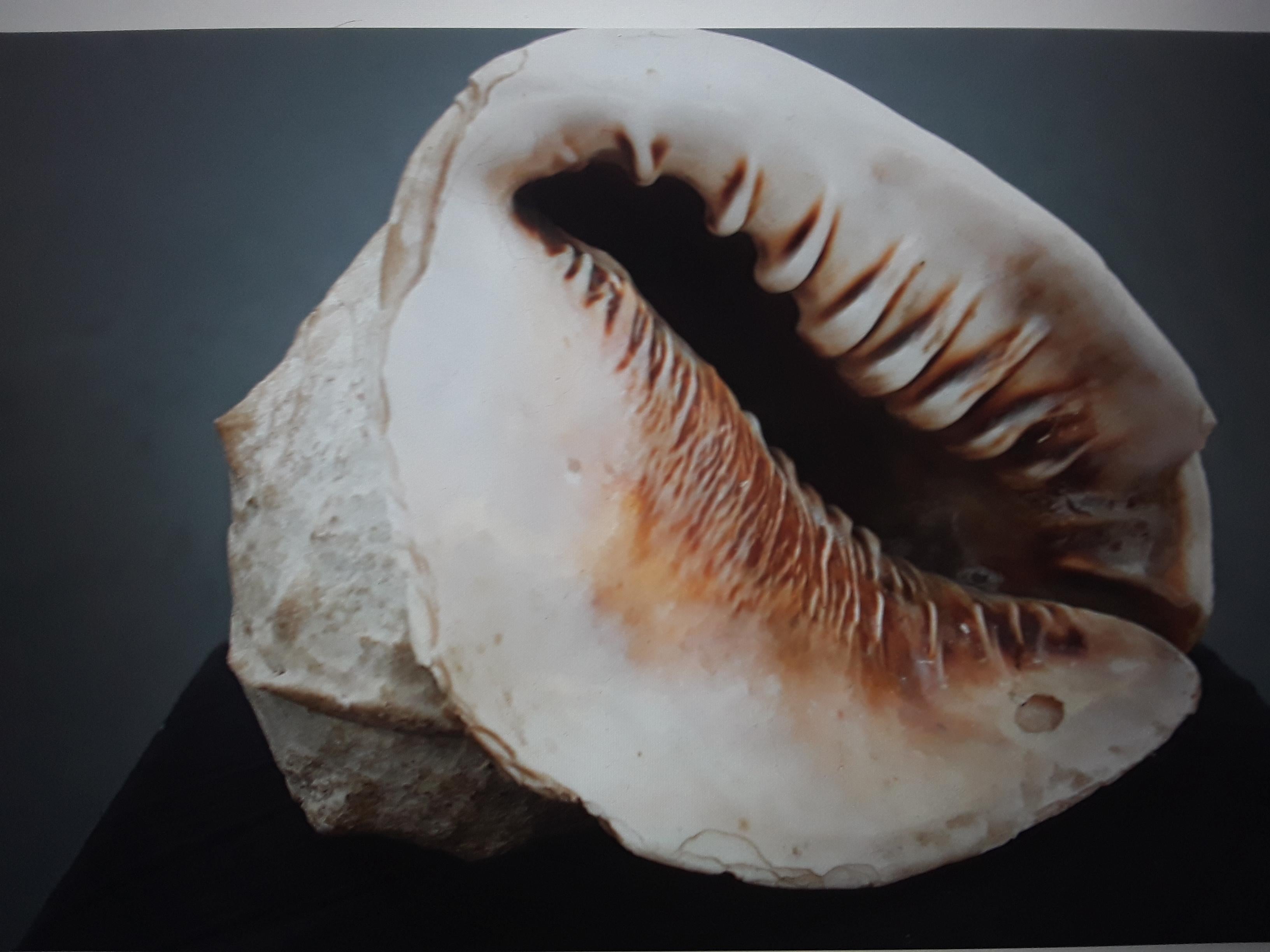 American Large Beautiful and Highly Decorative Natural Sea Shell #5 For Sale