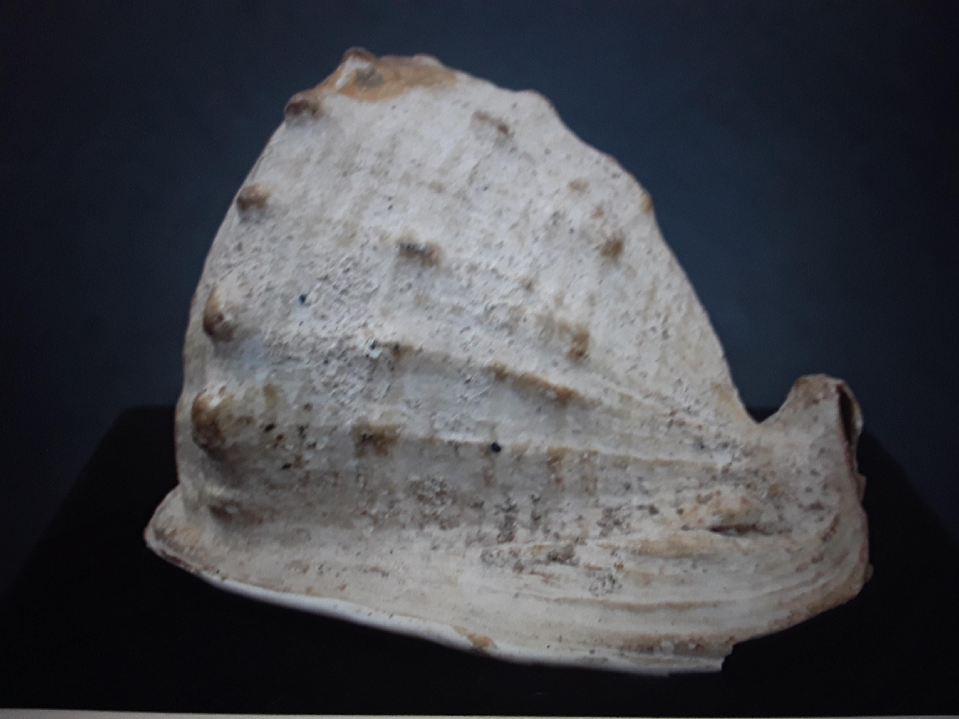 Mid-20th Century Large Beautiful and Highly Decorative Natural Sea Shell #5 For Sale