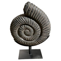 Large Black Ammonite Sculpture on Metal Stand, Indonesia, Contemporary