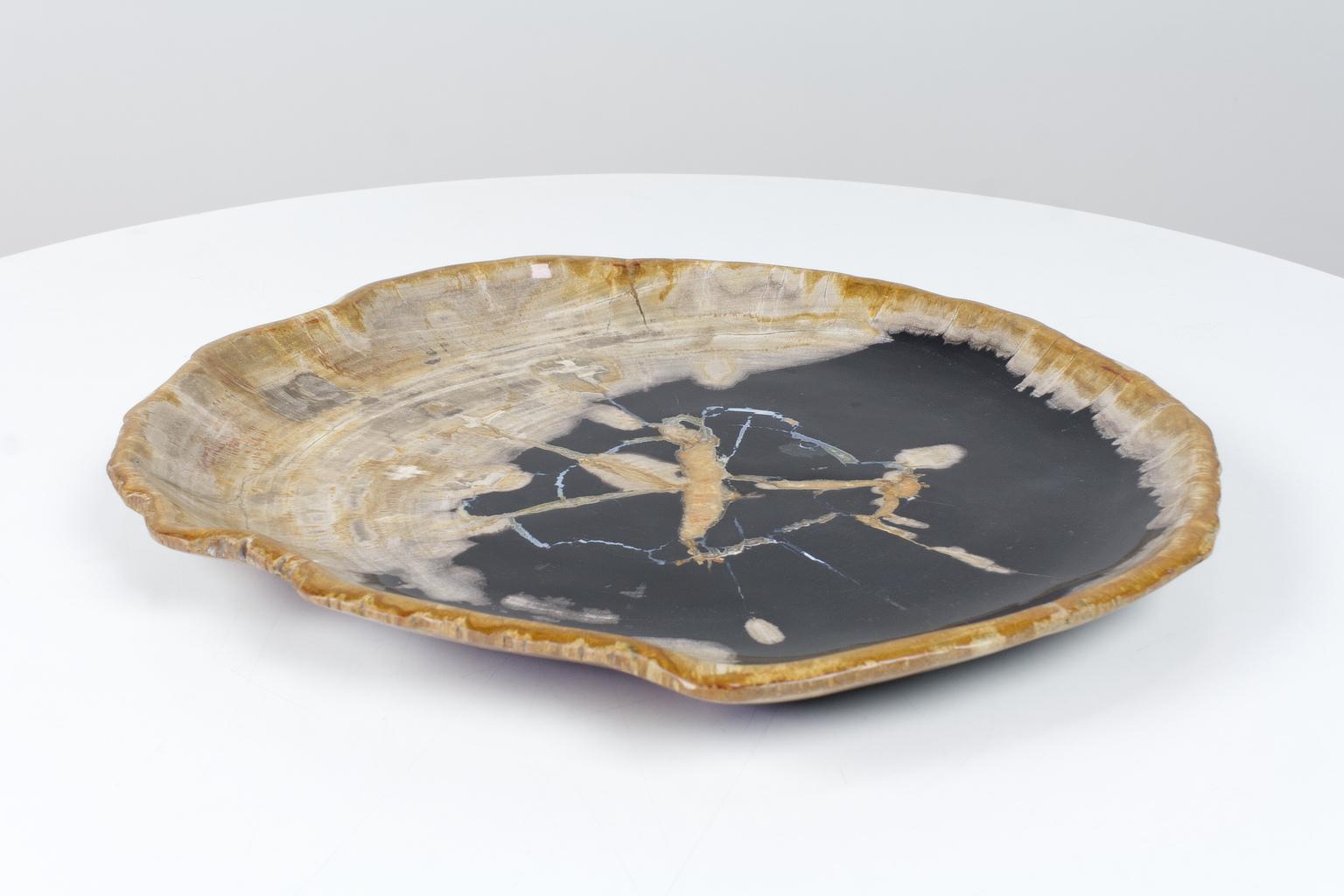 This large petrified wooden platter is an item of ancient organic origin. The material is smooth sanded on both sides. The black and beige tones of the object are a natural result of the organic process of petrification. The listed item is of