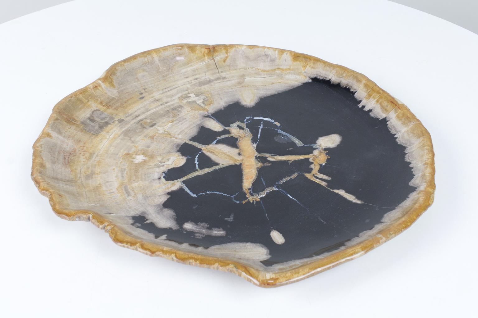 Organic Modern Large Black and Beige Petrified Wooden Platter, Accessory of Organic Origin For Sale